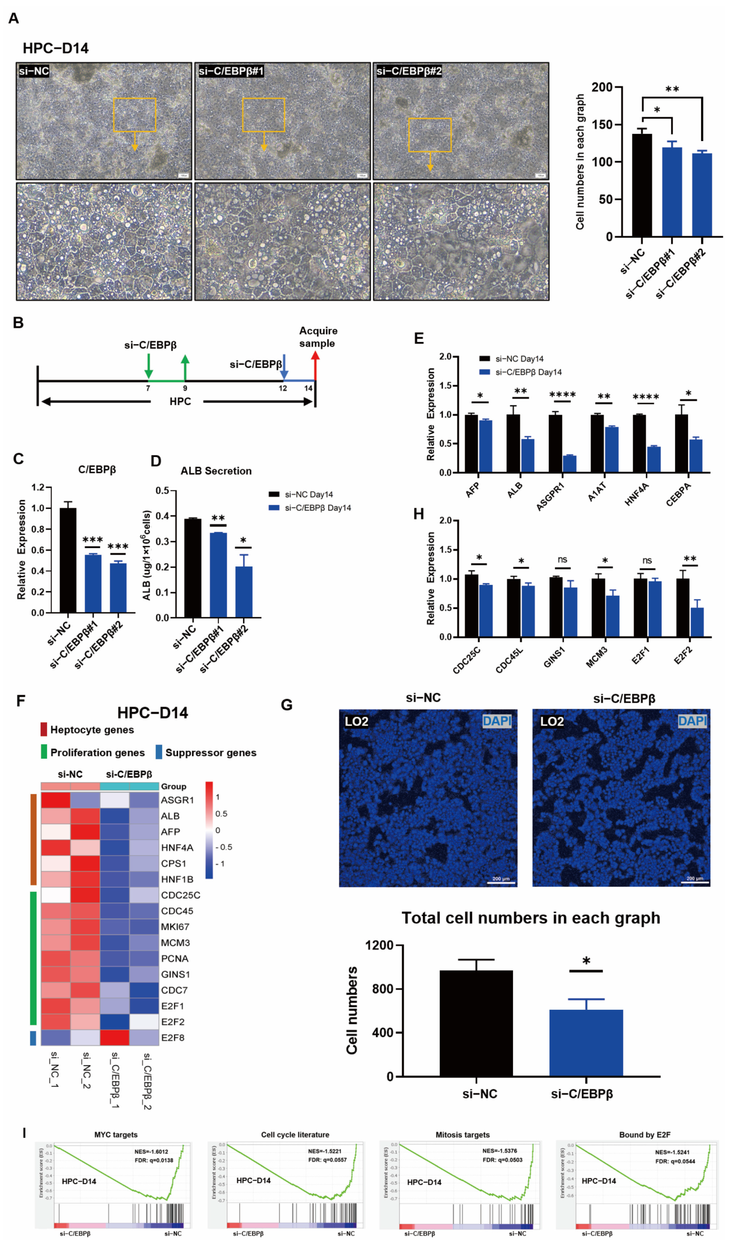 Cells 12 00497 g004 Cells 12 00497 g004