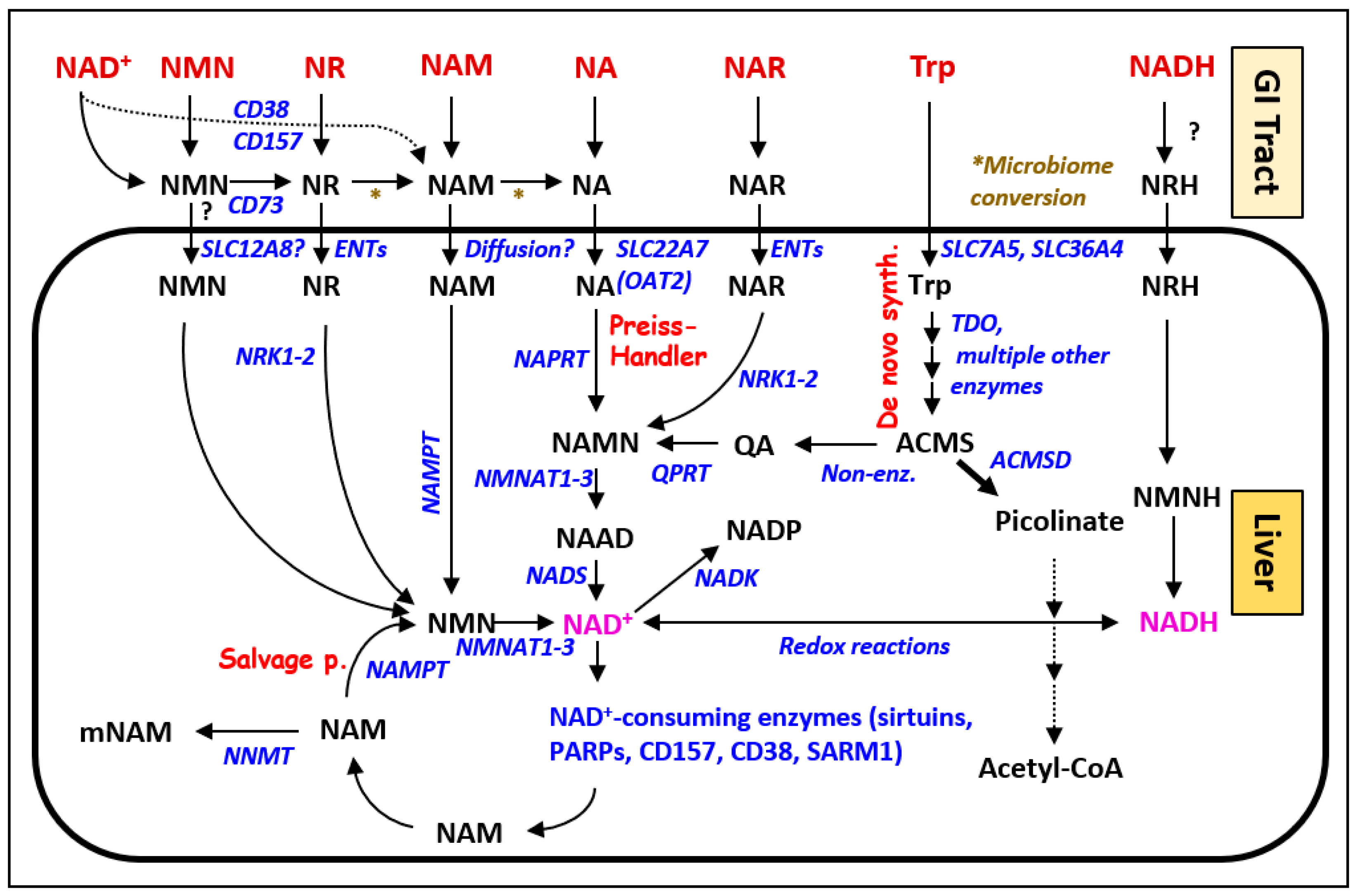 Cells 12 00500 g001 Cells 12 00500 g001