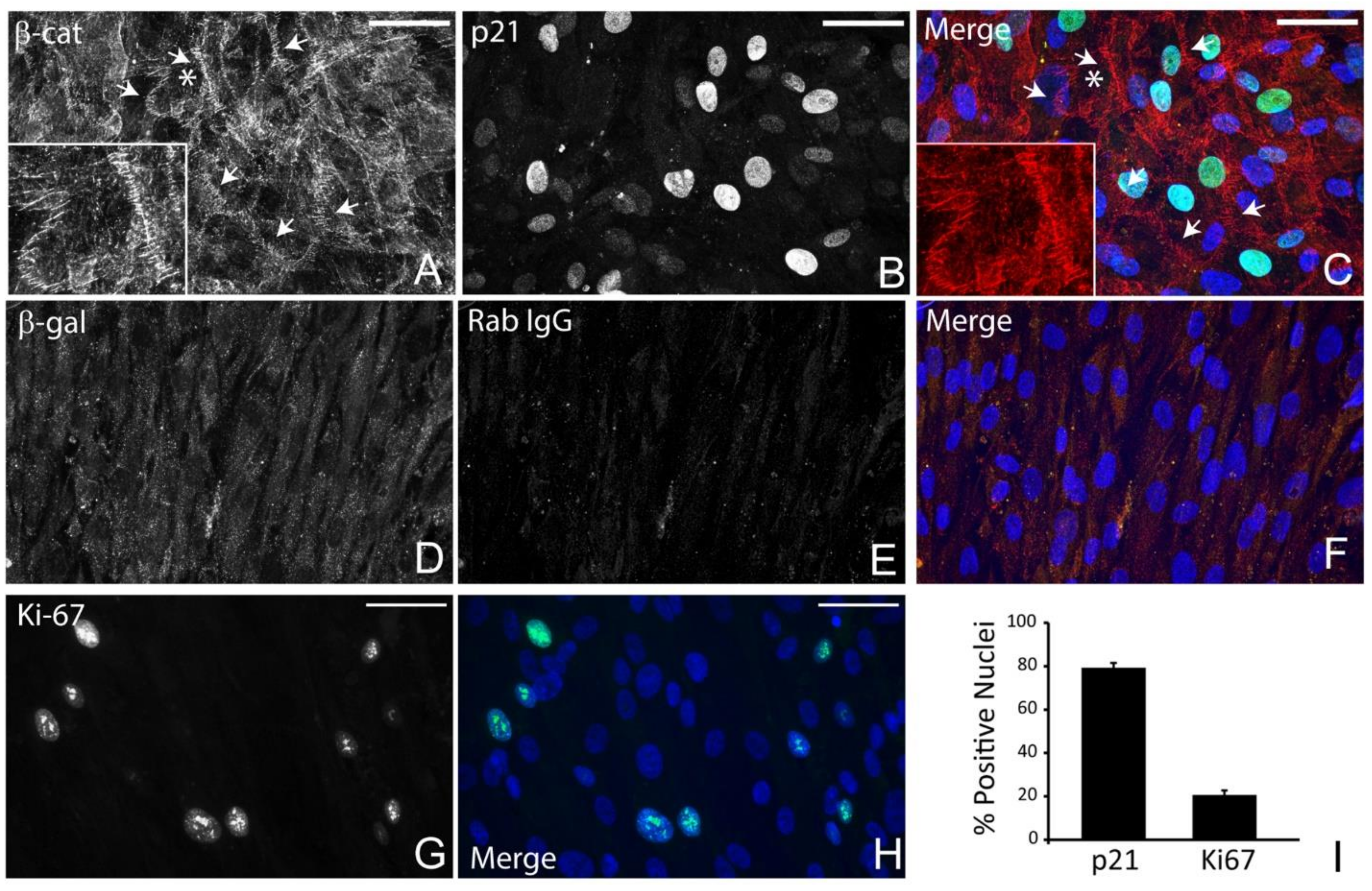 Cells 12 00504 g003 Cells 12 00504 g003