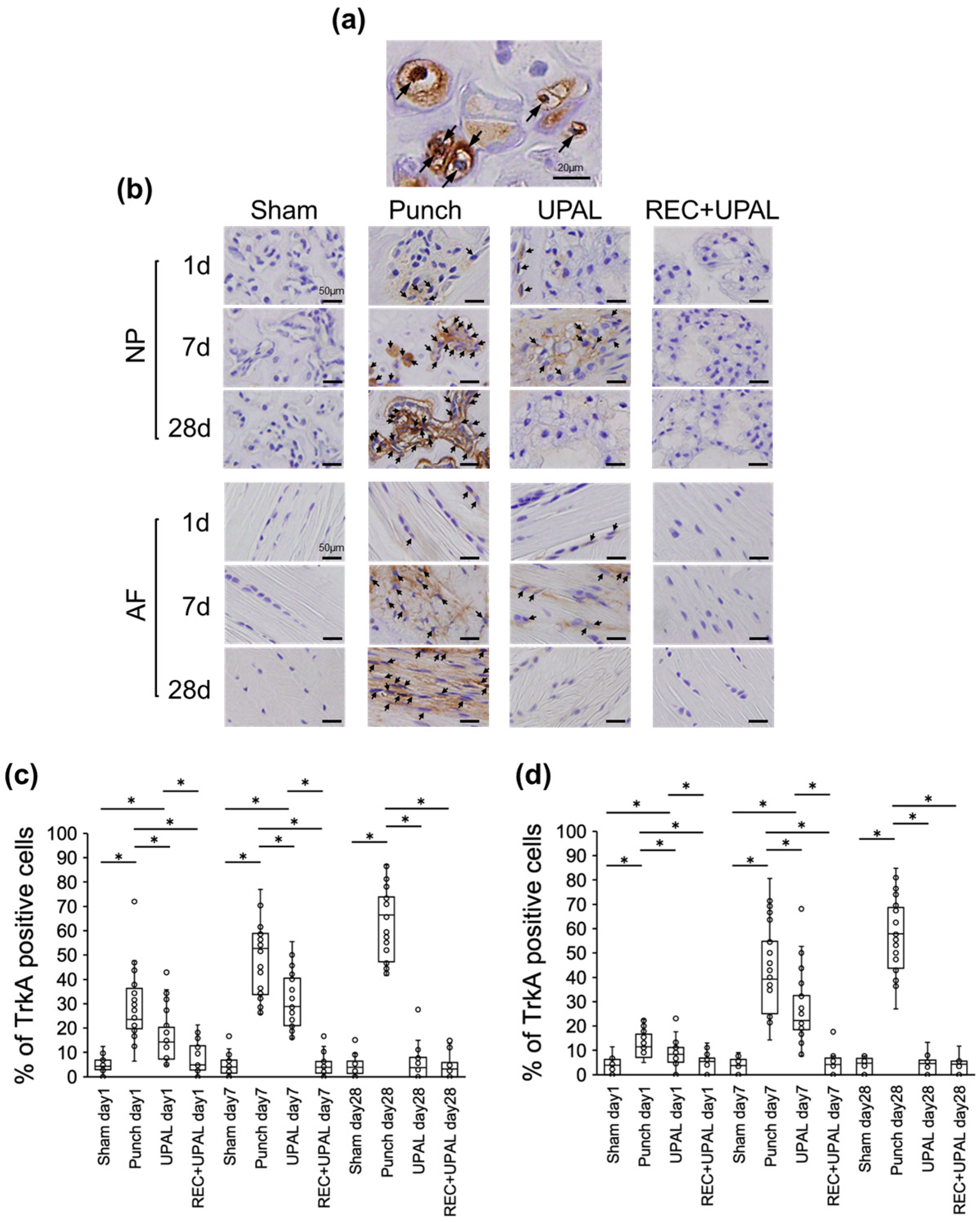 Cells 12 00505 g004 Cells 12 00505 g004