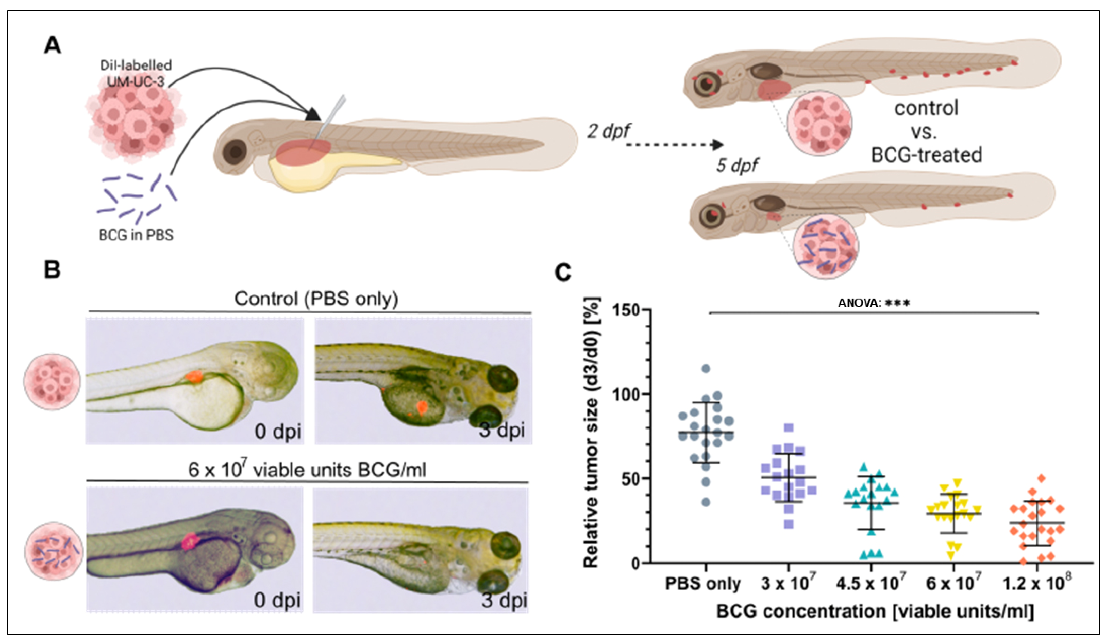 Cells Free FullText Novel Zebrafish PatientDerived Tumor