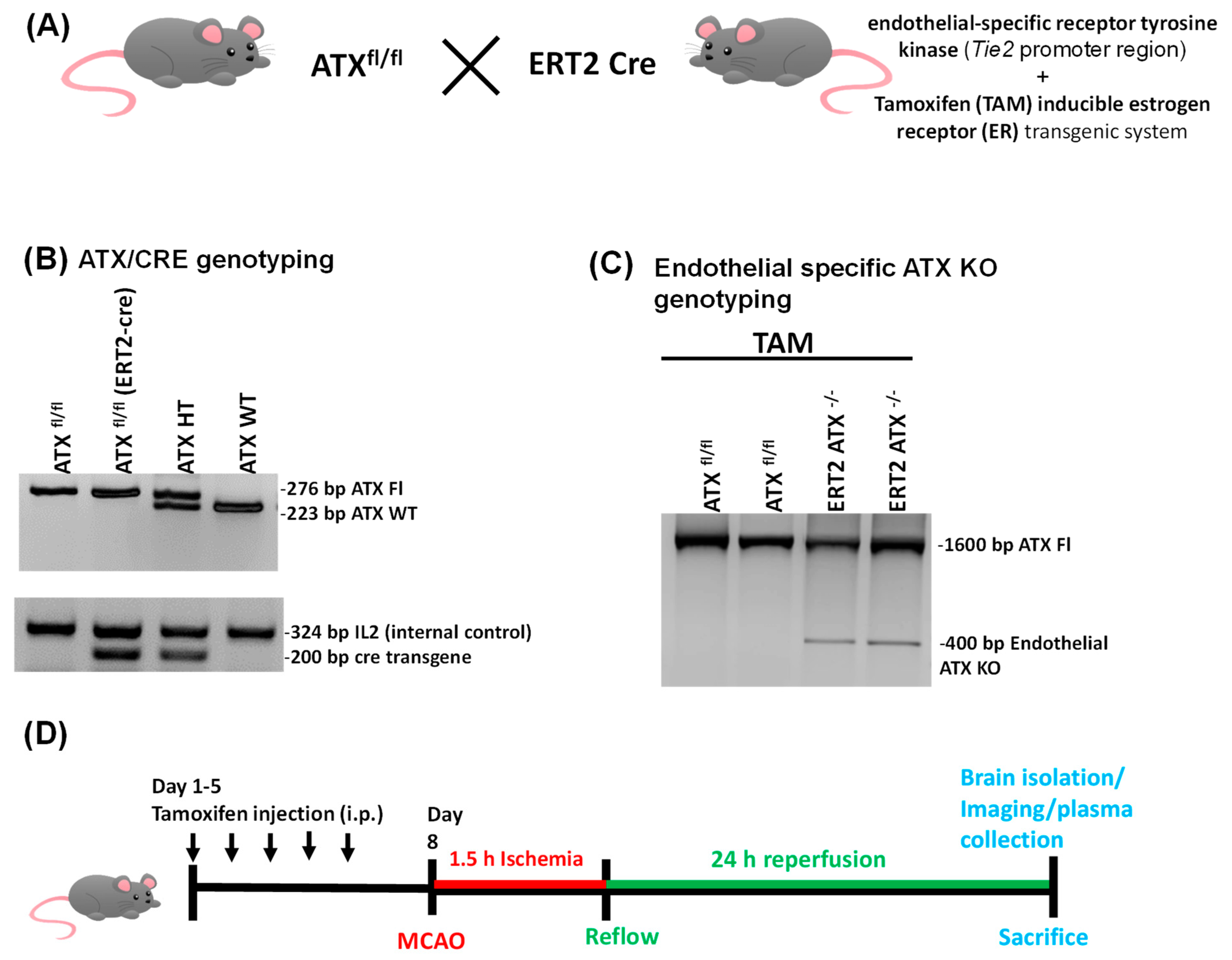 Cells 12 00511 g001 Cells 12 00511 g001