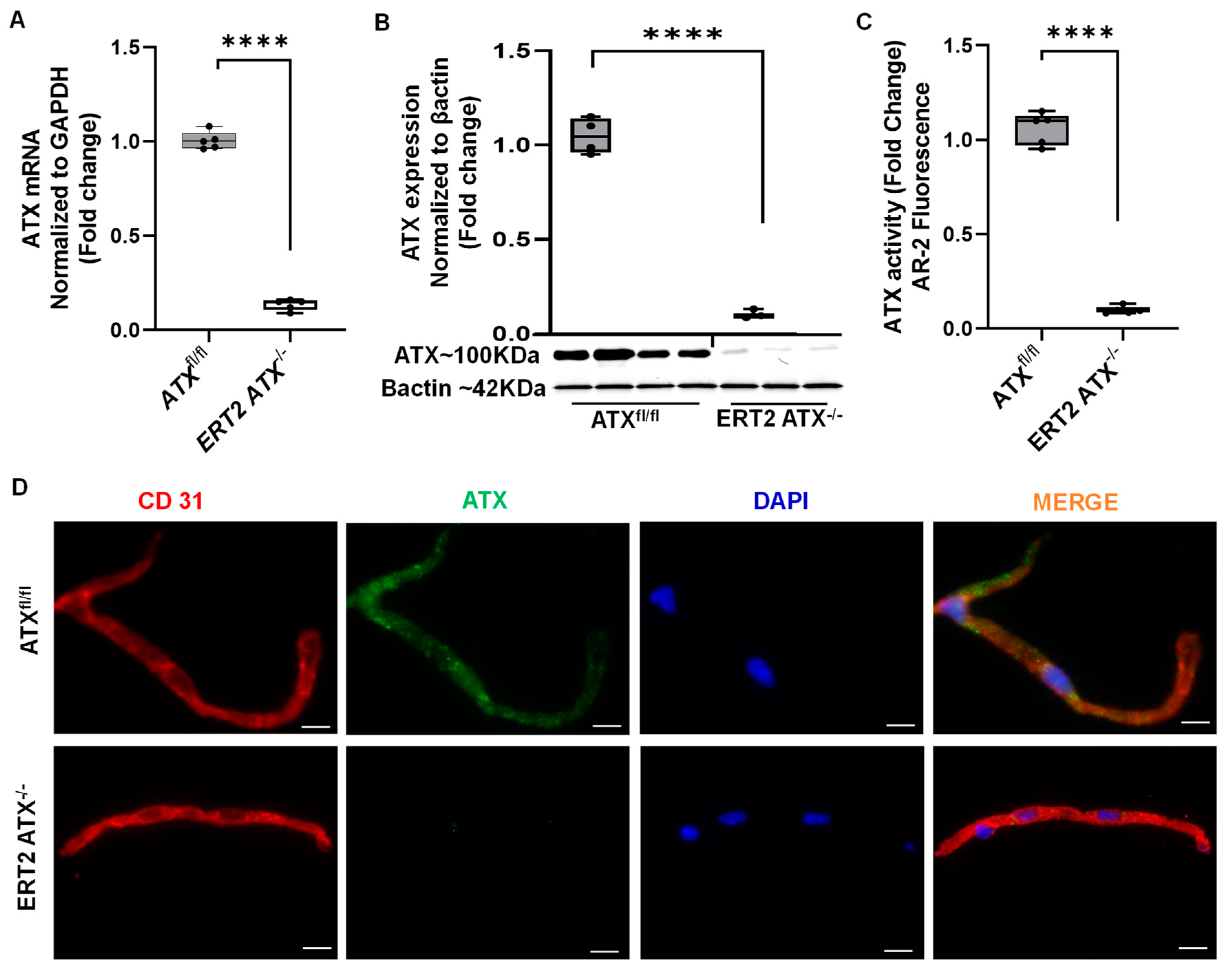 Cells 12 00511 g002 Cells 12 00511 g002