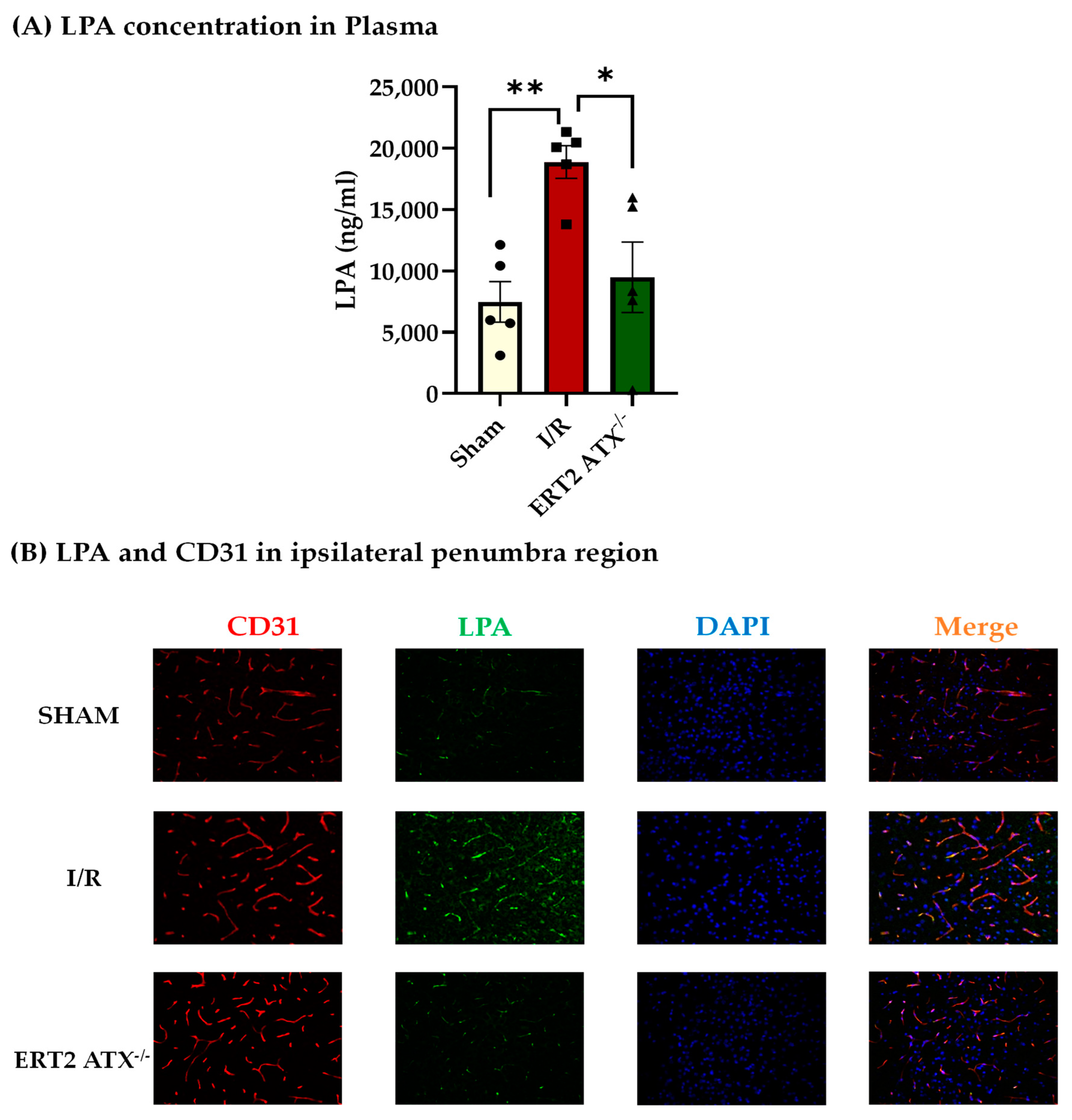 Cells 12 00511 g003 Cells 12 00511 g003