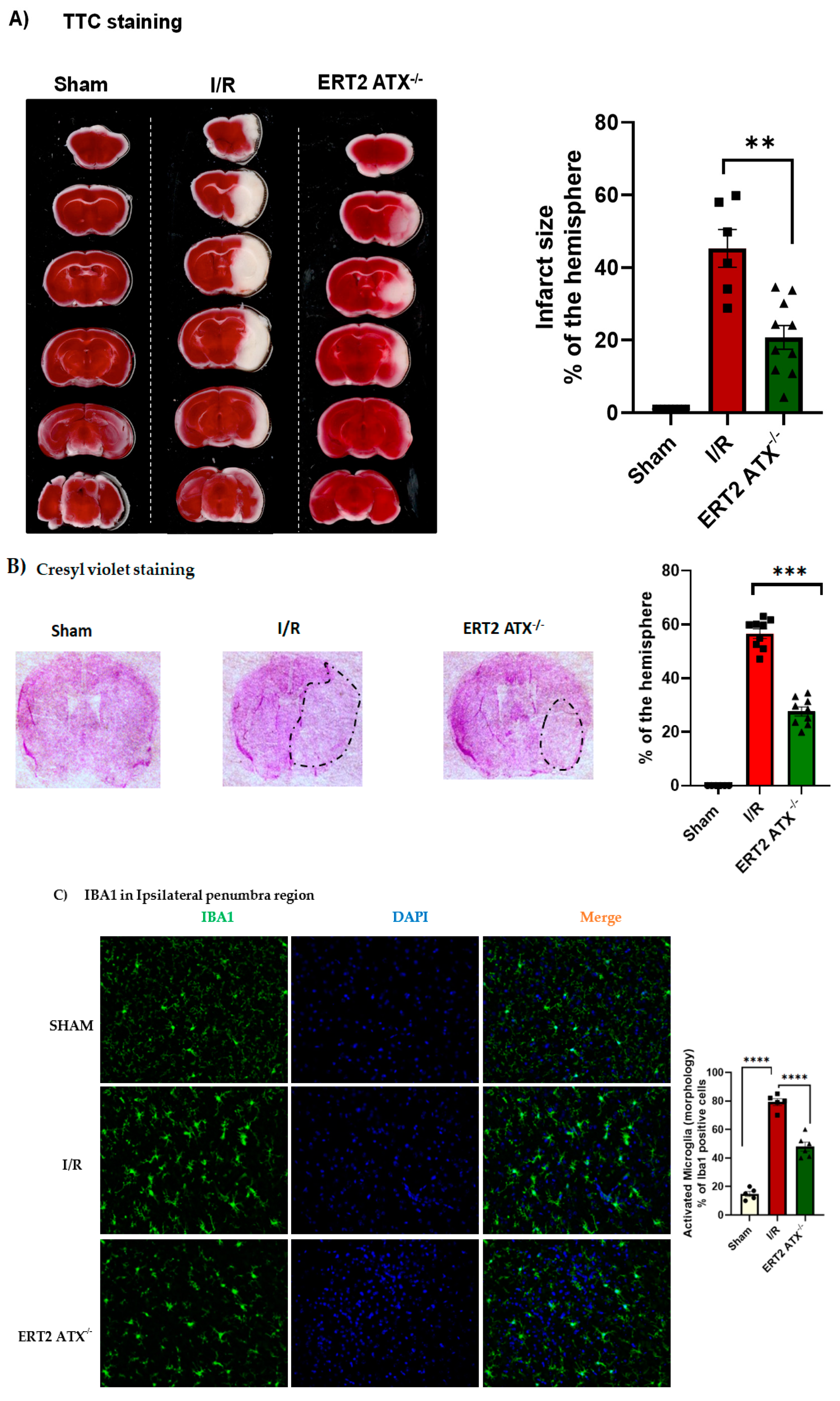 Cells 12 00511 g005 Cells 12 00511 g005