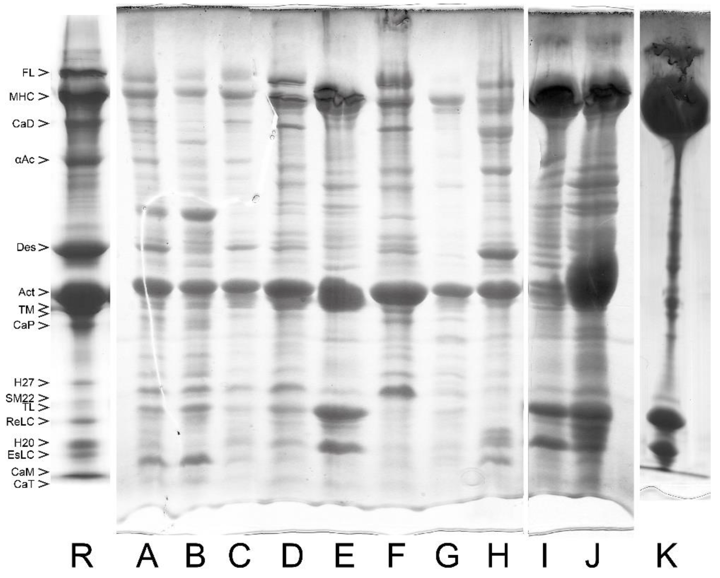 Cells 12 00514 g003 Cells 12 00514 g003