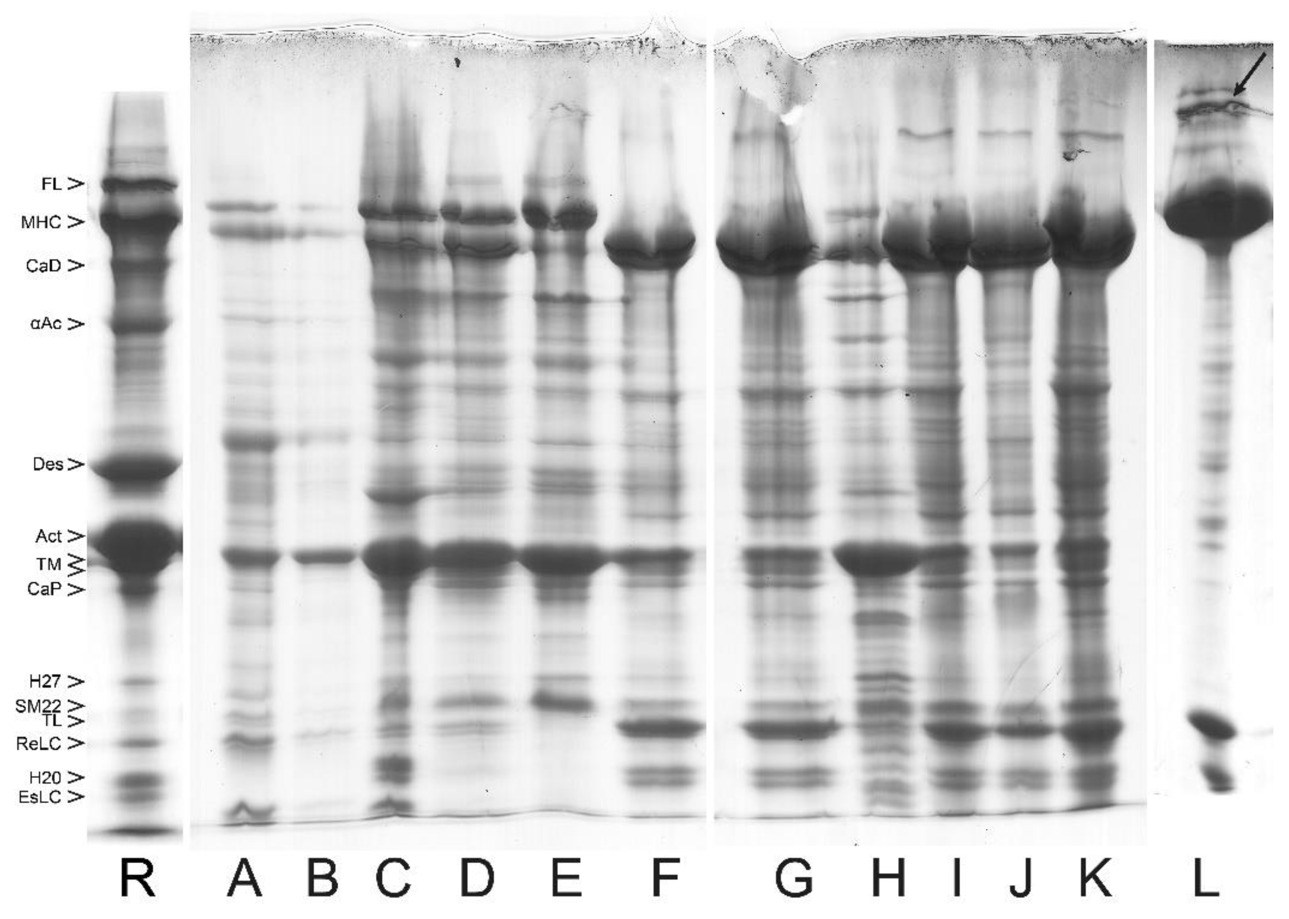 Cells 12 00514 g004 Cells 12 00514 g004