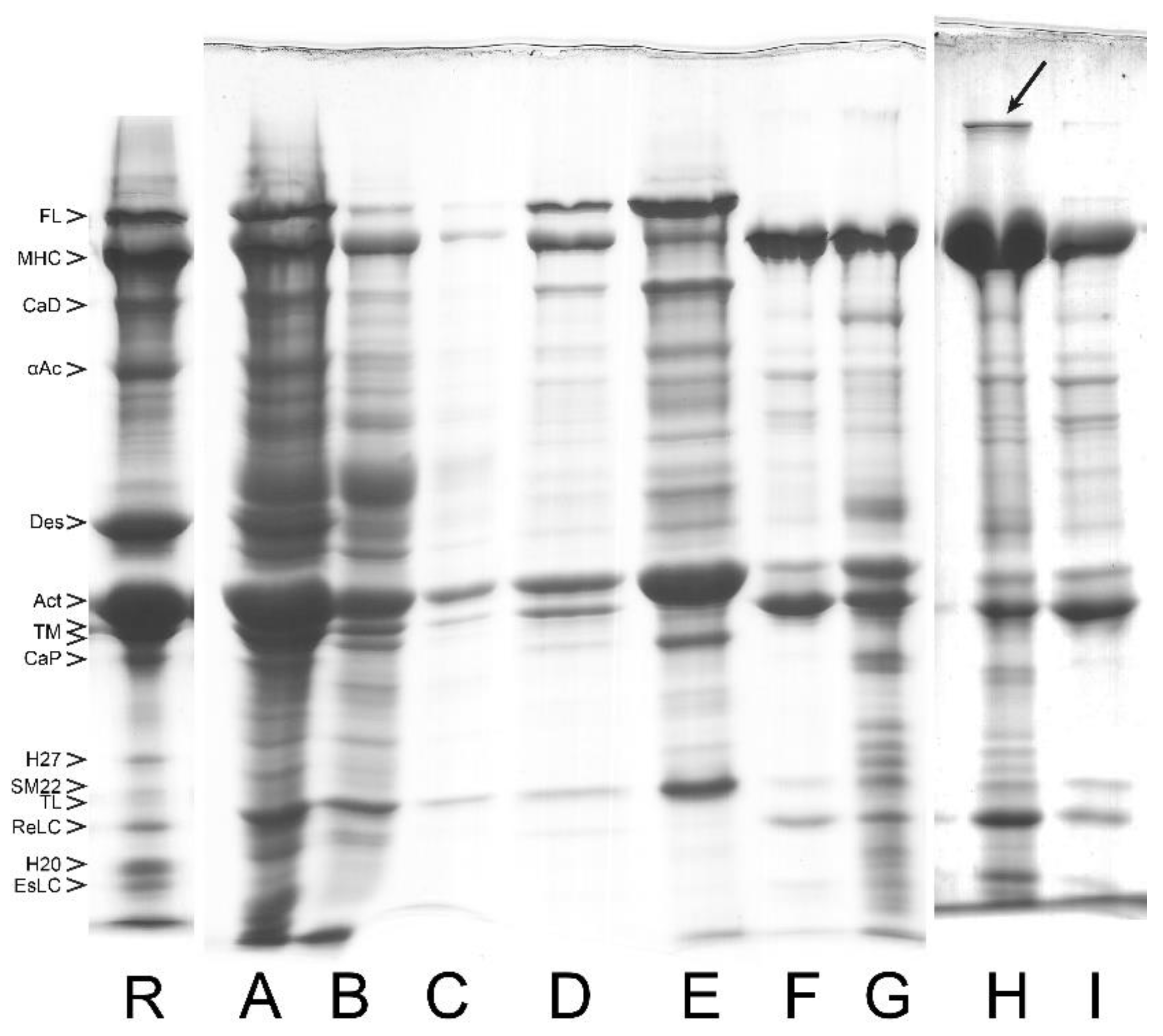 Cells 12 00514 g005 Cells 12 00514 g005