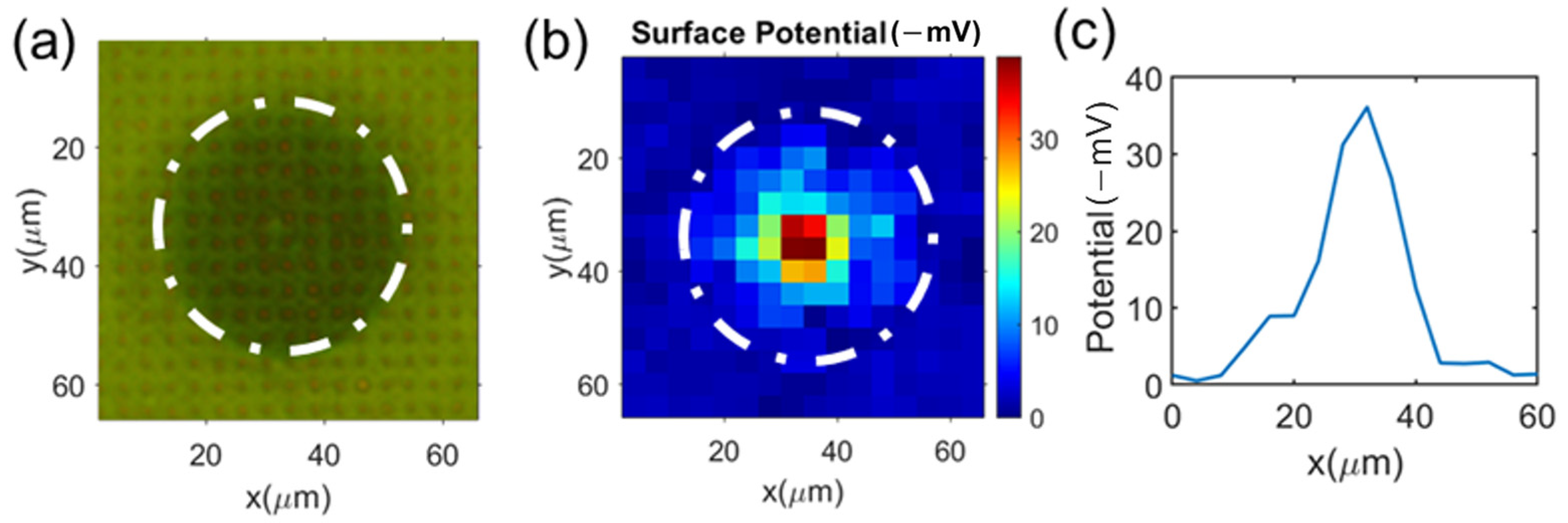 Cells 12 00518 g004 Cells 12 00518 g004