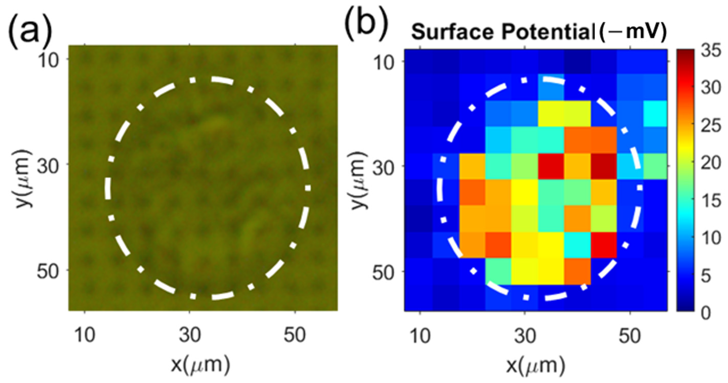 Cells 12 00518 g007 Cells 12 00518 g007