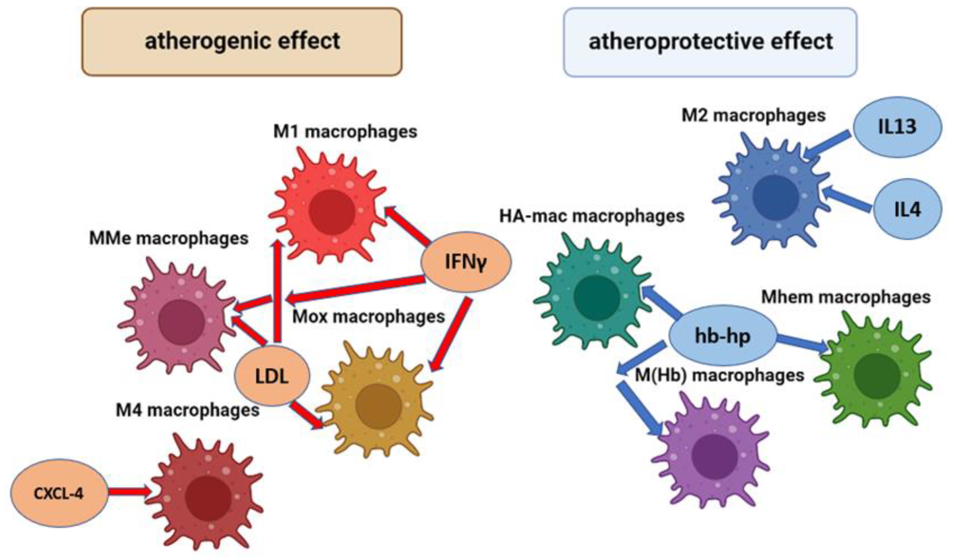 Cells 12 00522 g001 Cells 12 00522 g001