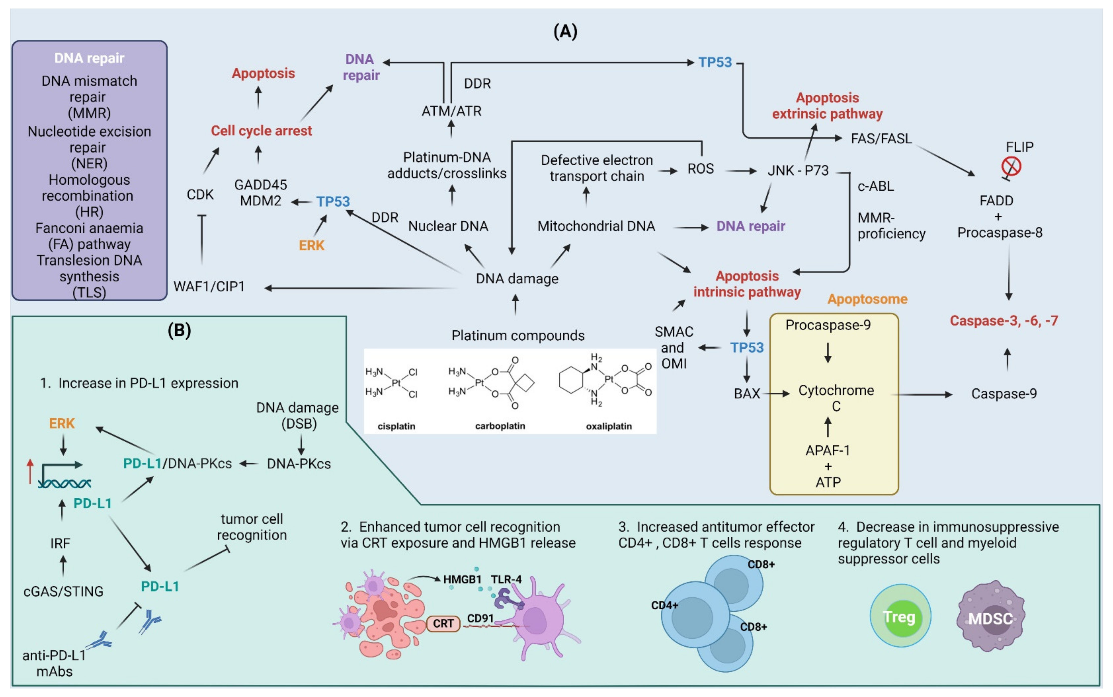 Cells 12 00530 g003 Cells 12 00530 g003
