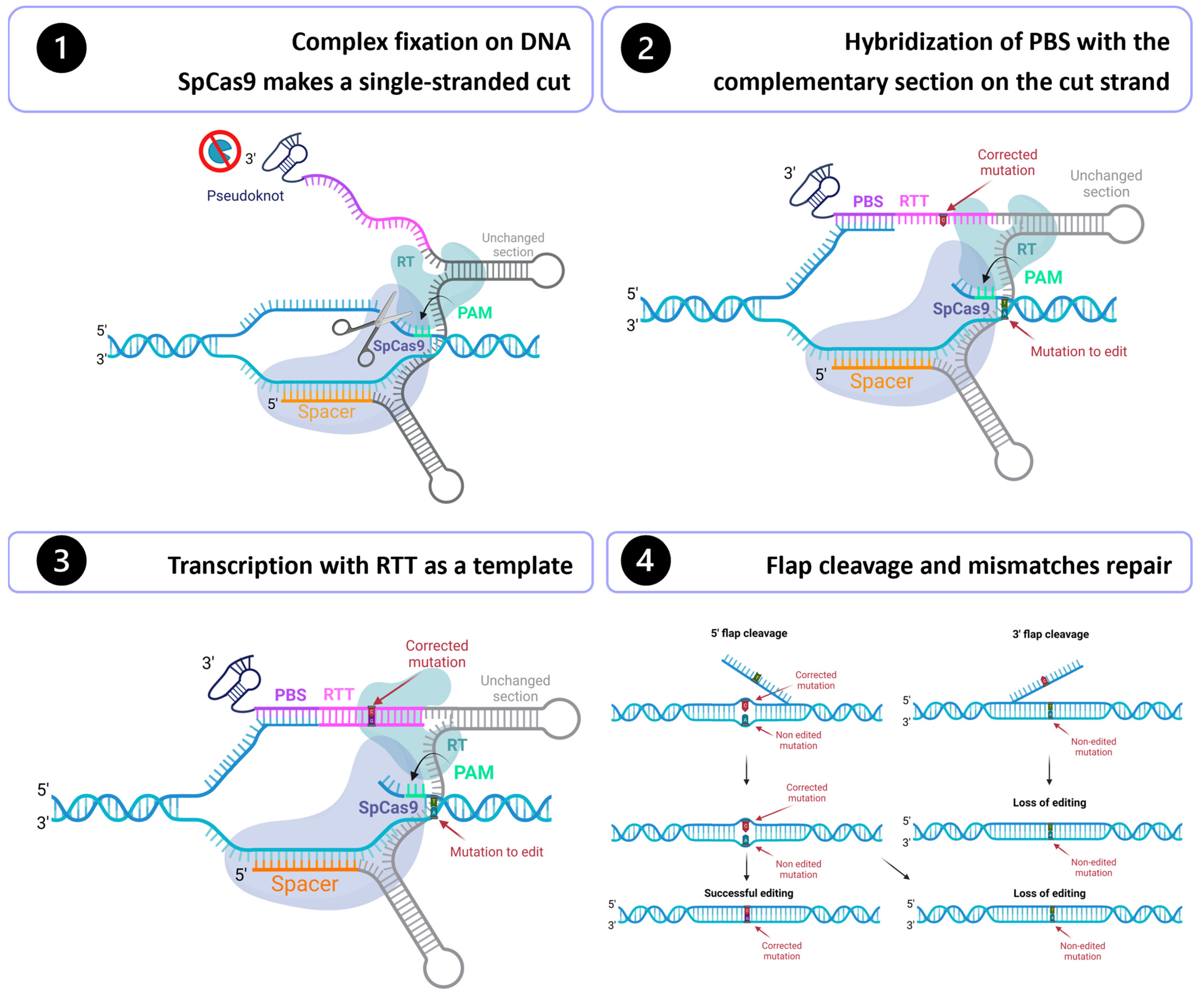 Generation of HEXA-deficient hiPSCs from fibroblasts of a Tay