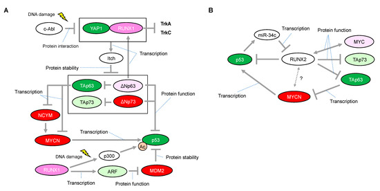 The RUNX Family Defines Trk Phenotype and Aggressiveness of Human ...