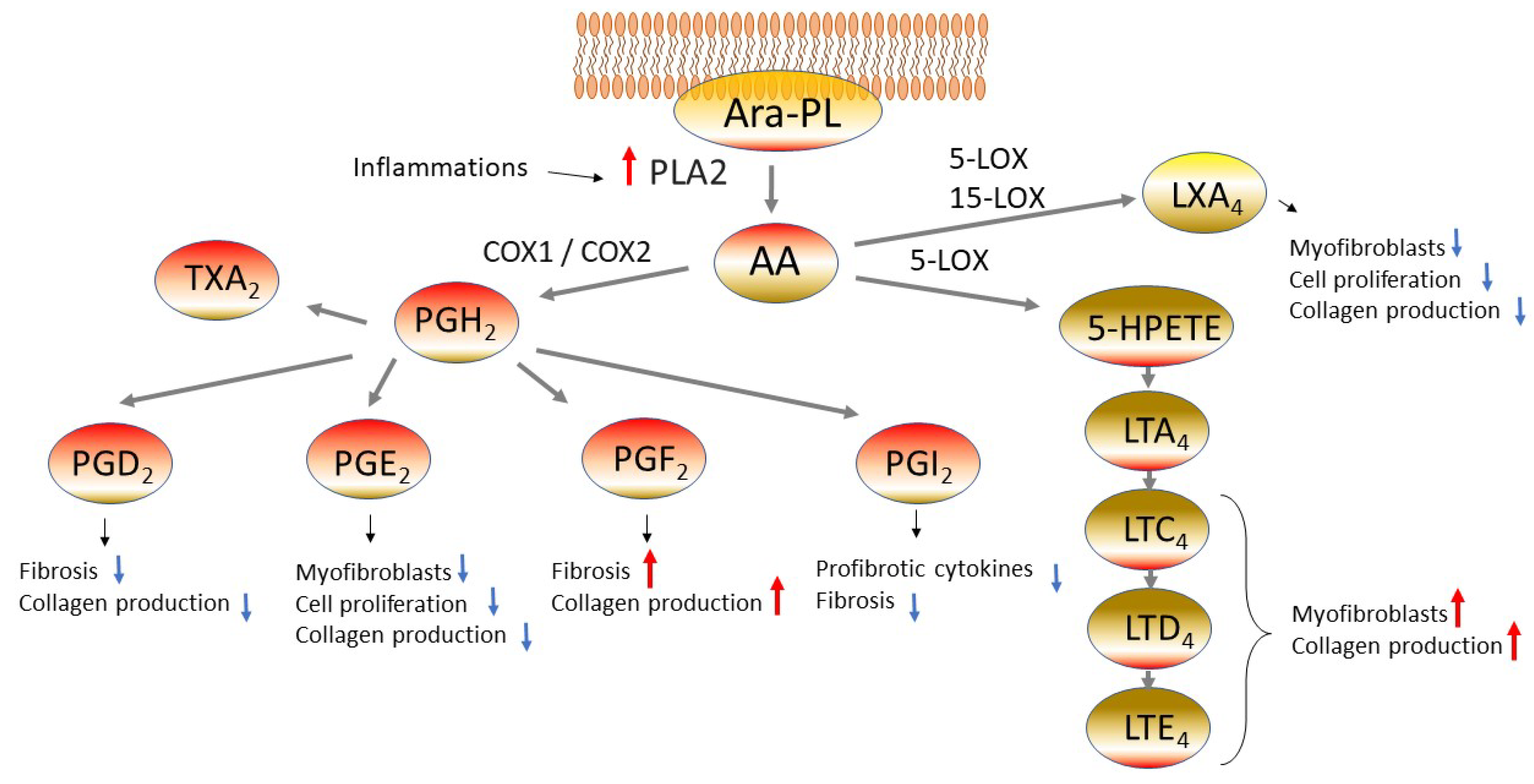 Cells Free Full-Text Cellular and Molecular Control of Lipid Metabolism in Idiopathic Pulmonary Fibrosis Clinical Application of the Lysophosphatidic Acid Pathway