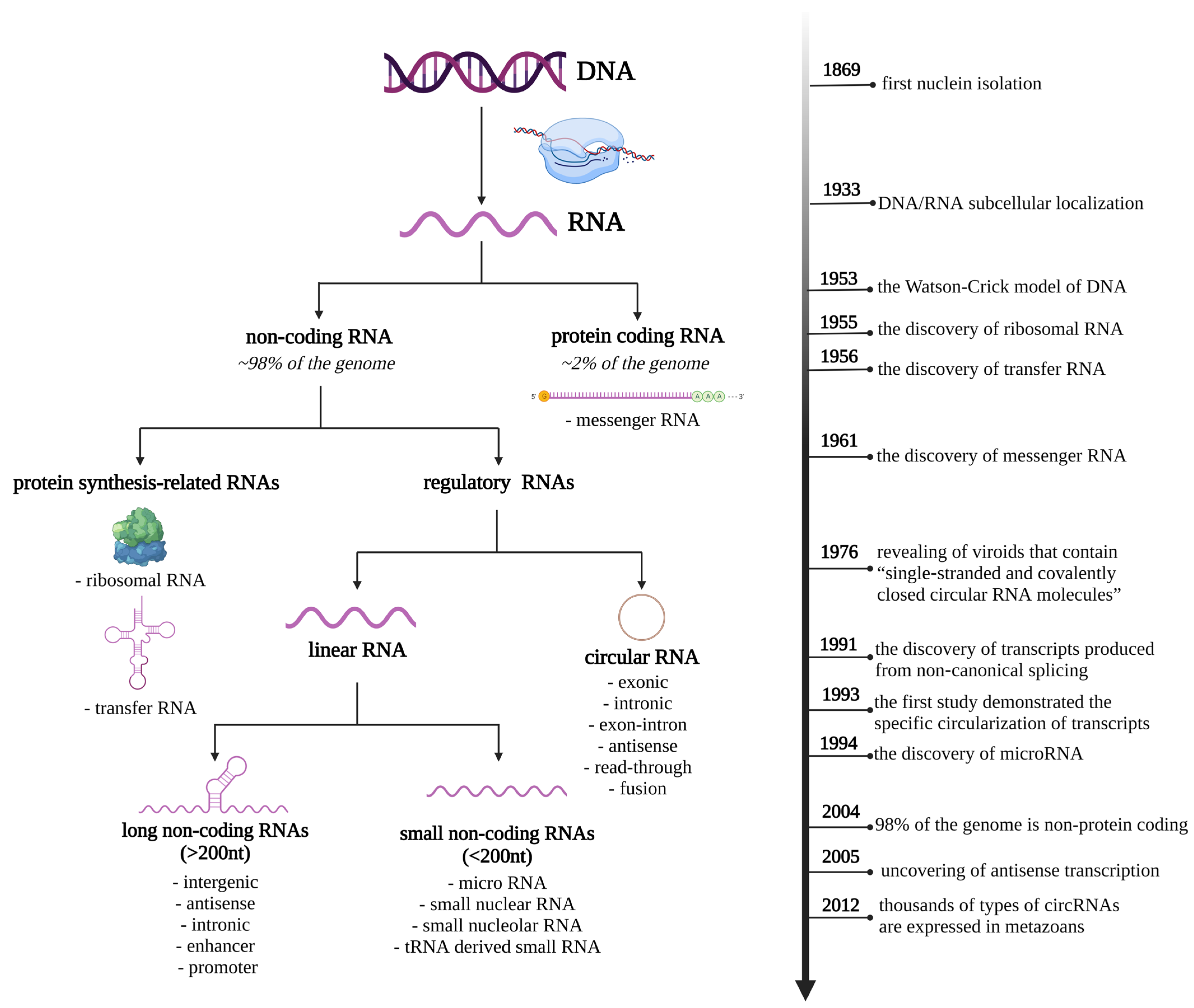 Cells Free Full-Text Circular RNAsandmdash;New Kids on the Block in Cancer Pathophysiology and Management pic picture