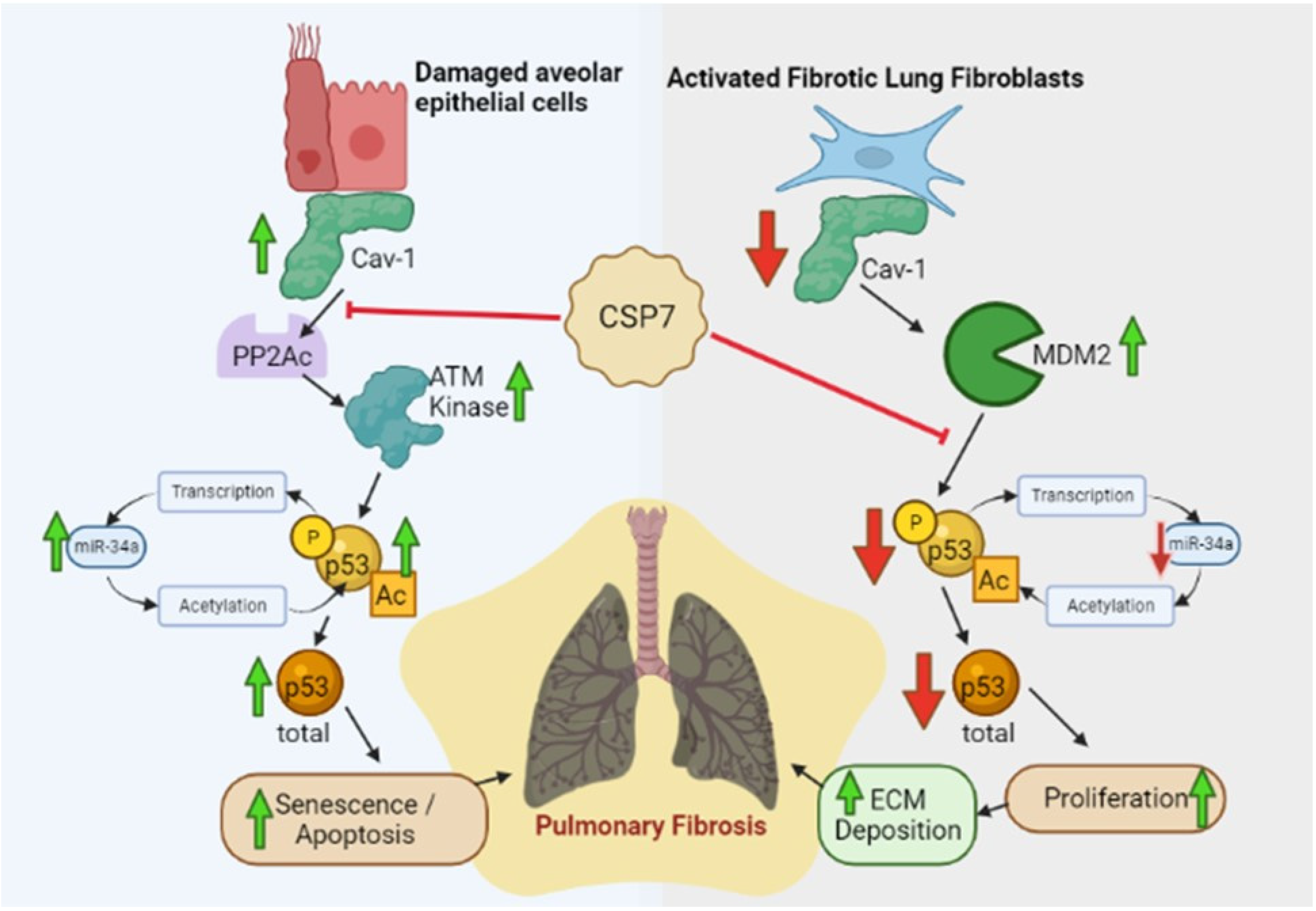 Cells 12 00554 g001 Cells 12 00554 g001