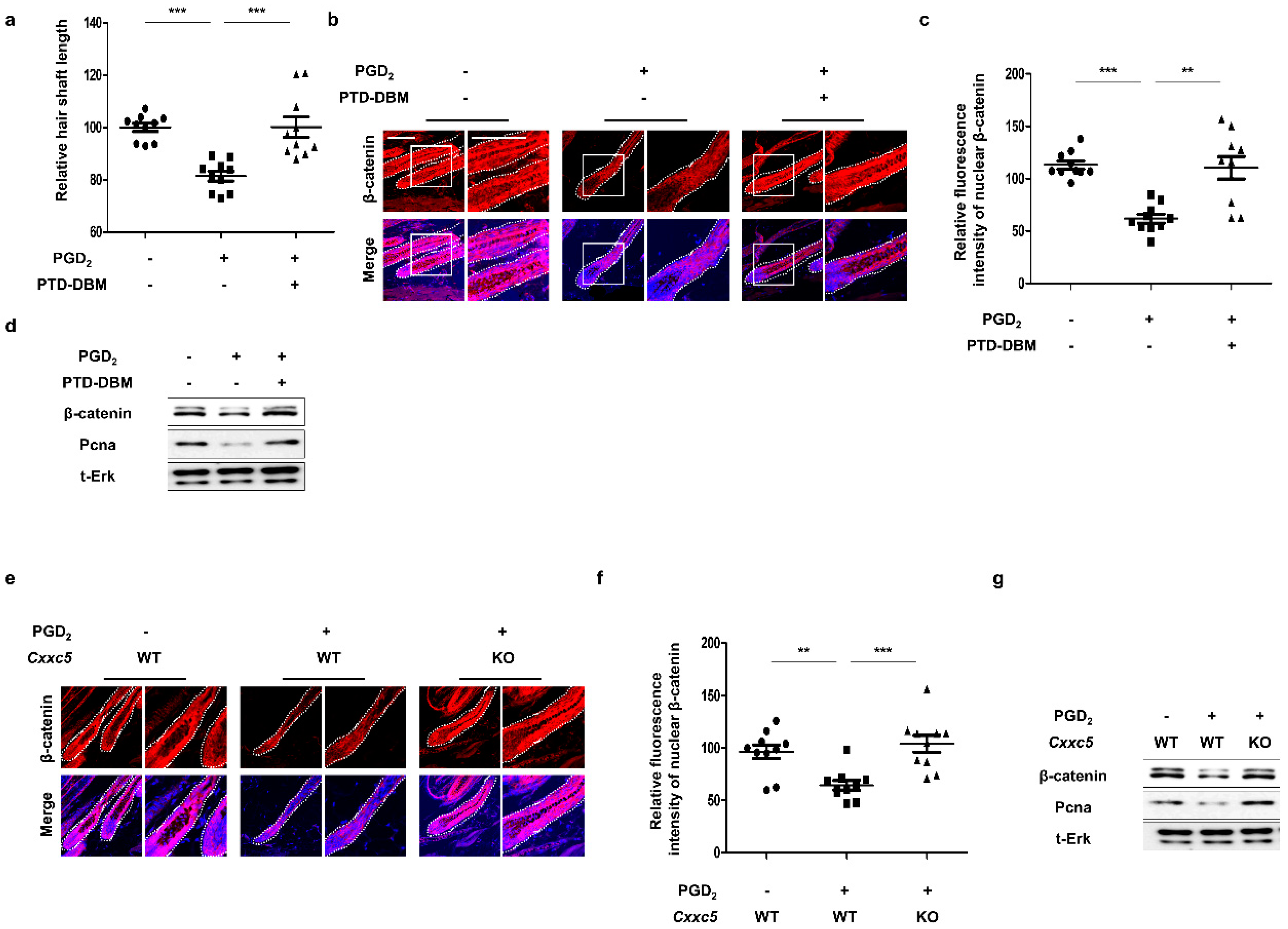 Cells 12 00555 g003 Cells 12 00555 g003