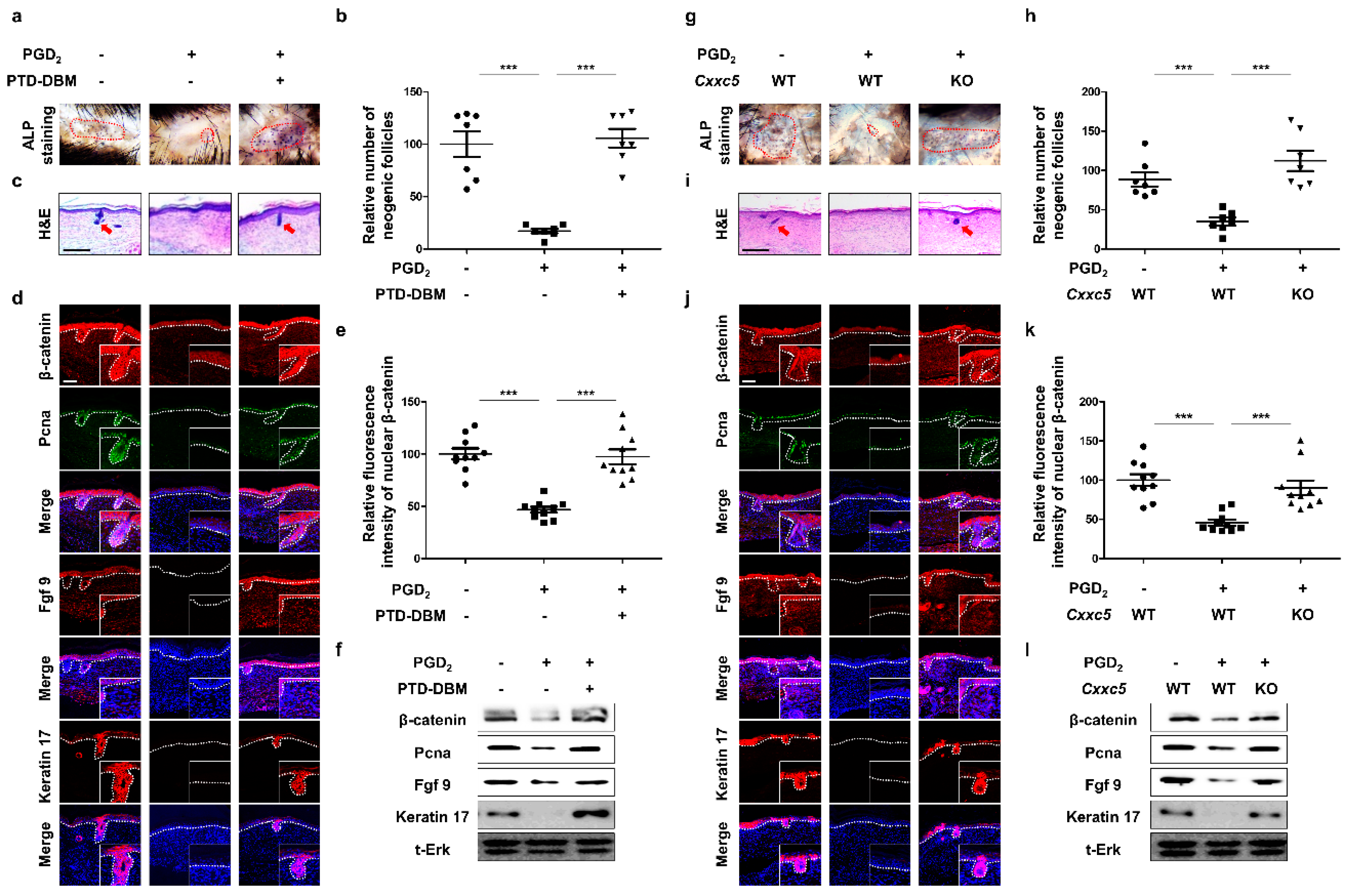 Cells 12 00555 g004 Cells 12 00555 g004