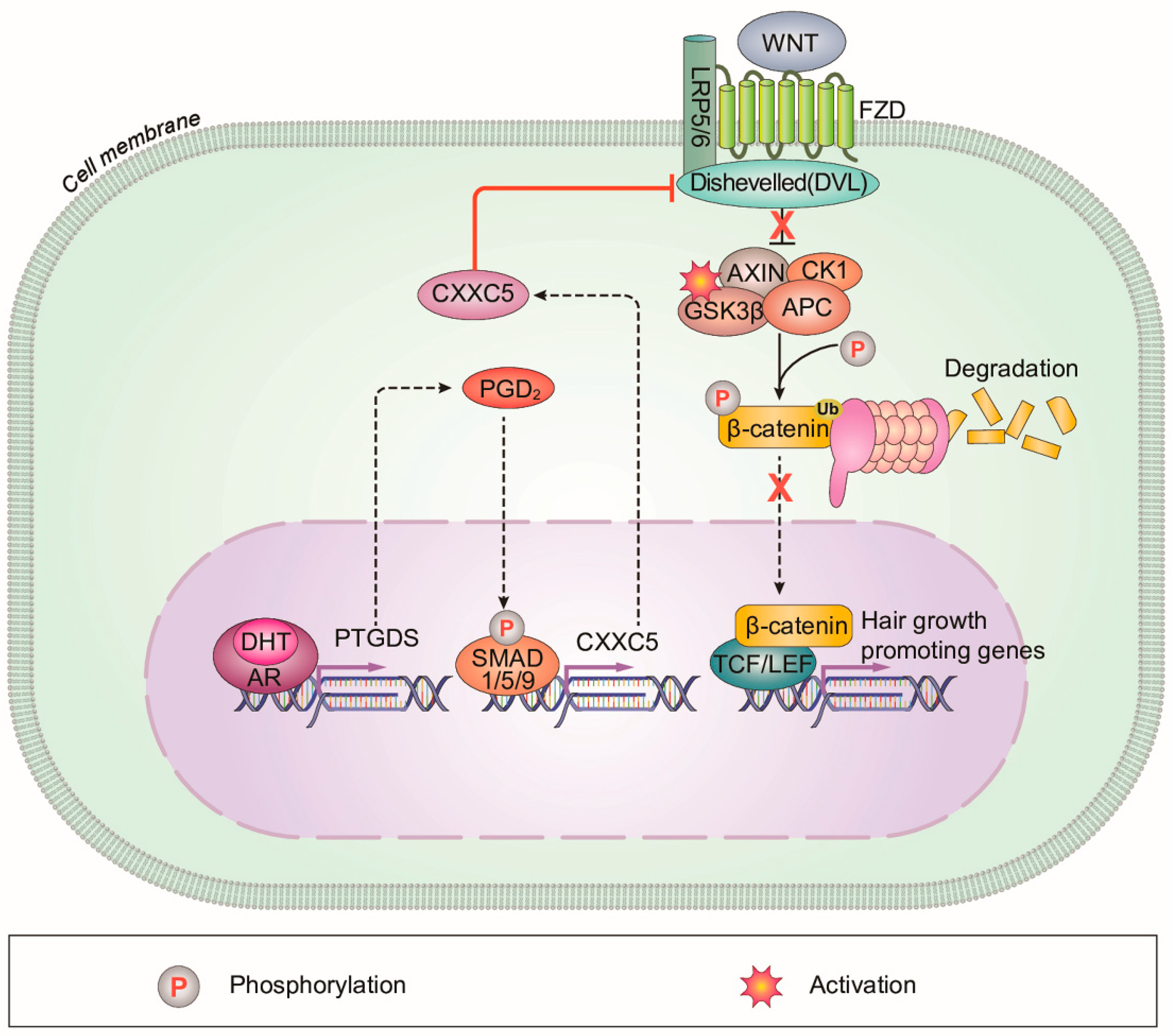 Cells 12 00555 g006 Cells 12 00555 g006