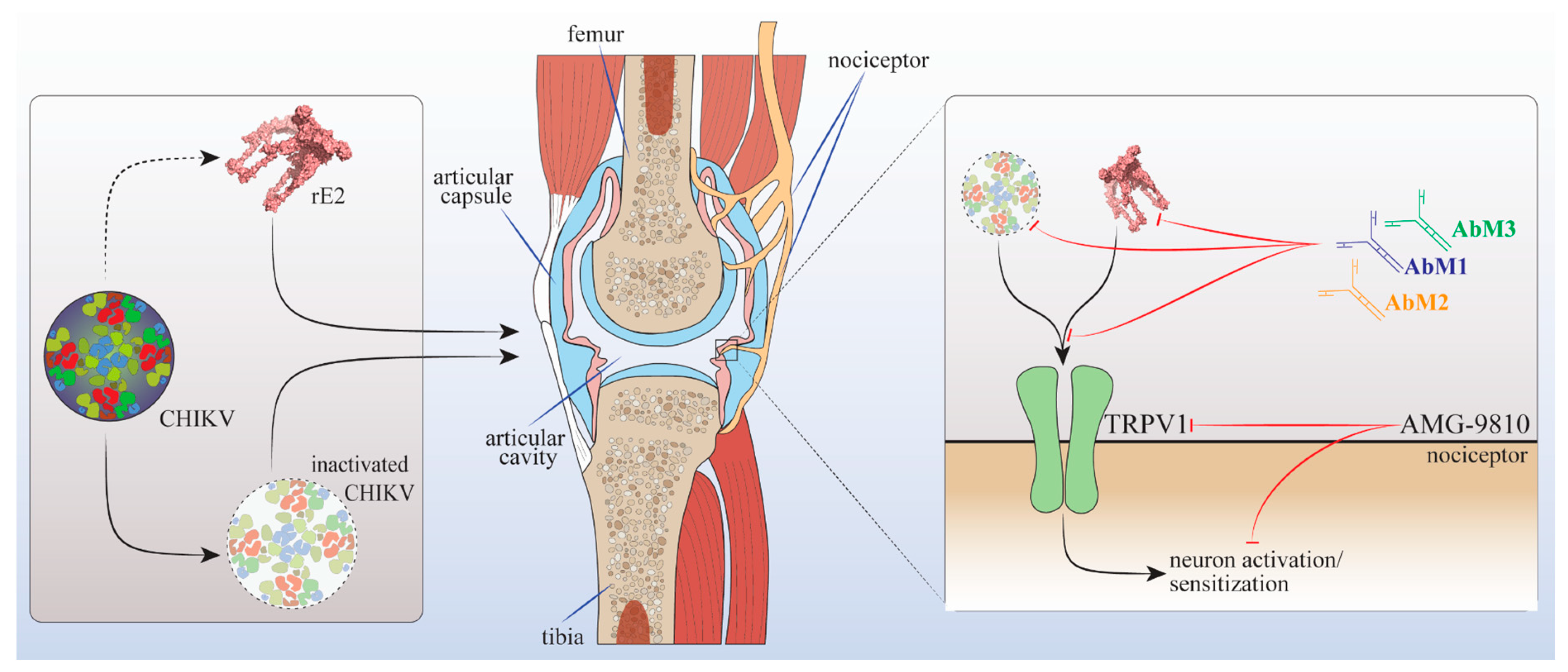 Cells 12 00556 g008 Cells 12 00556 g008