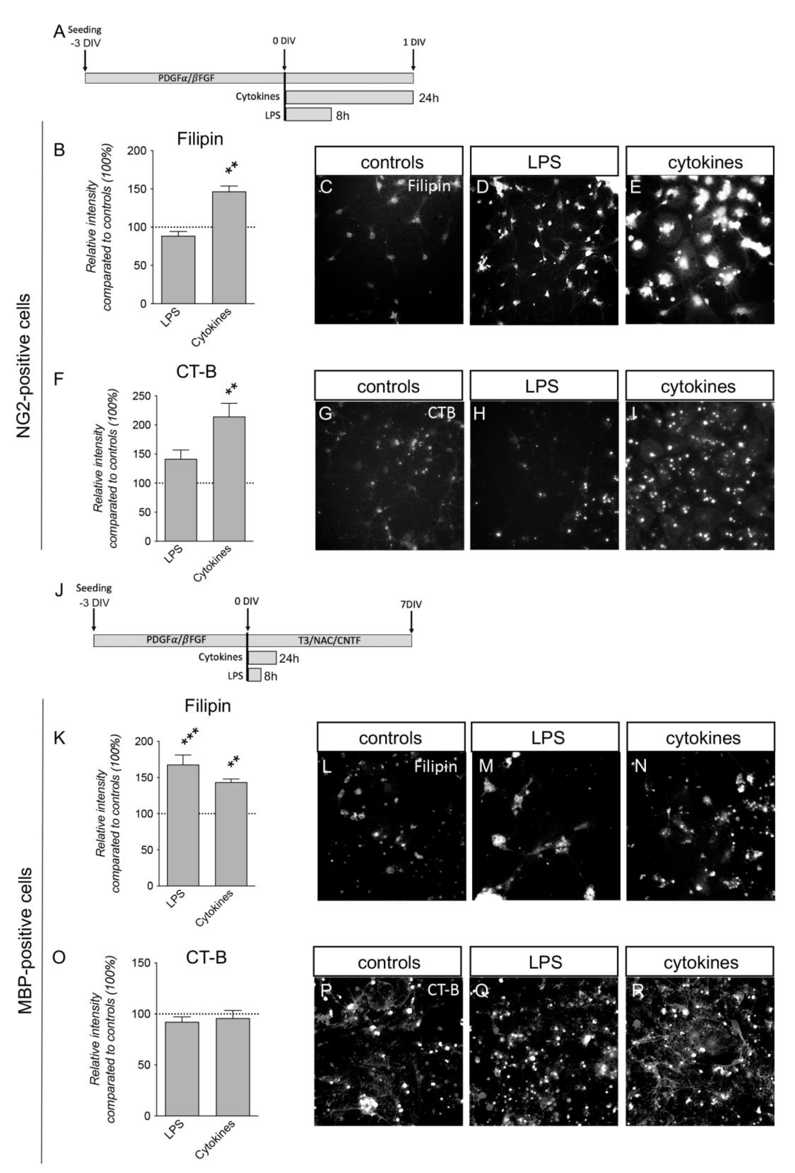 Cells 12 00561 g006 Cells 12 00561 g006