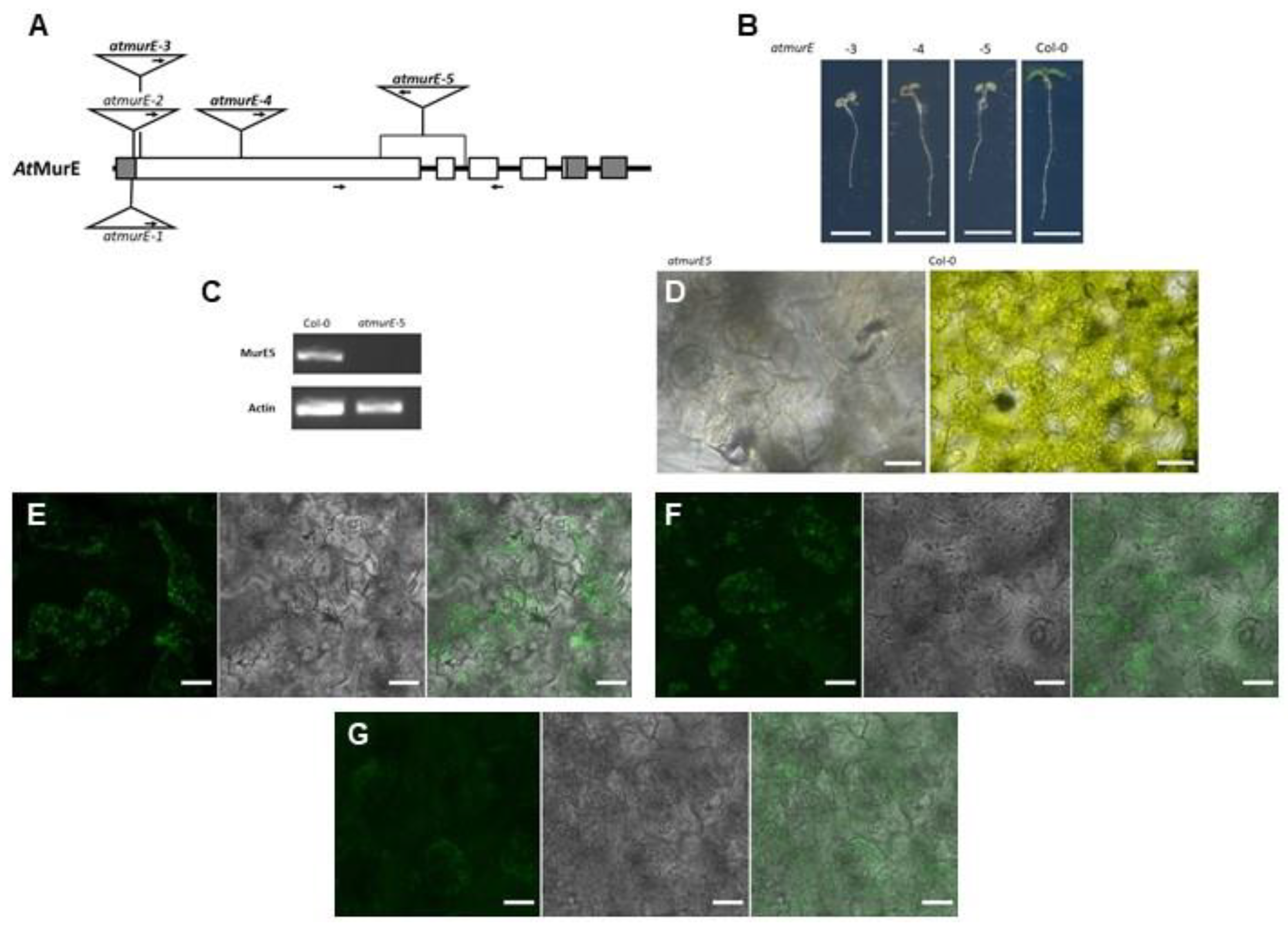 Cells 12 00563 g005 Cells 12 00563 g005