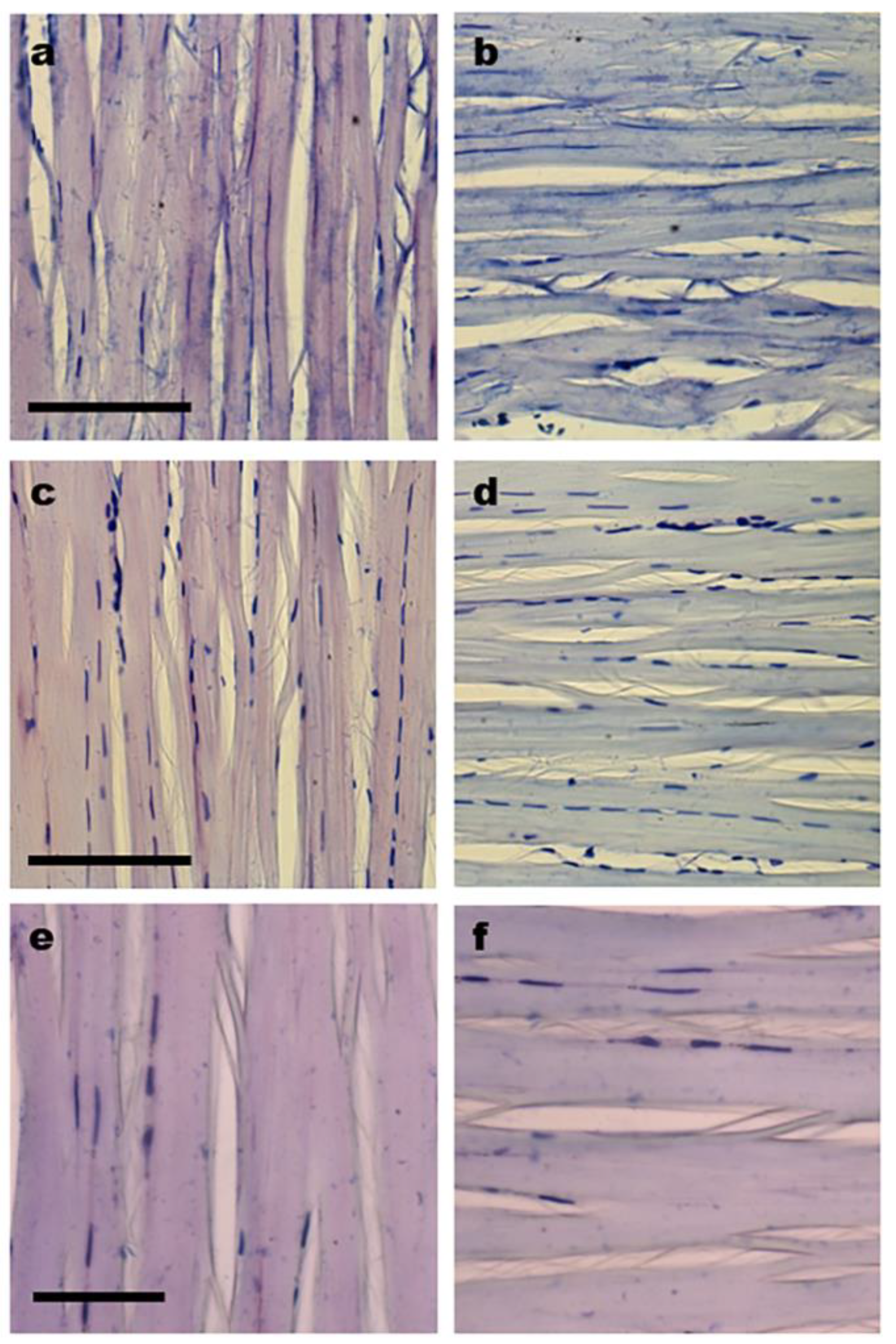 Cells 12 00566 g003 Cells 12 00566 g003