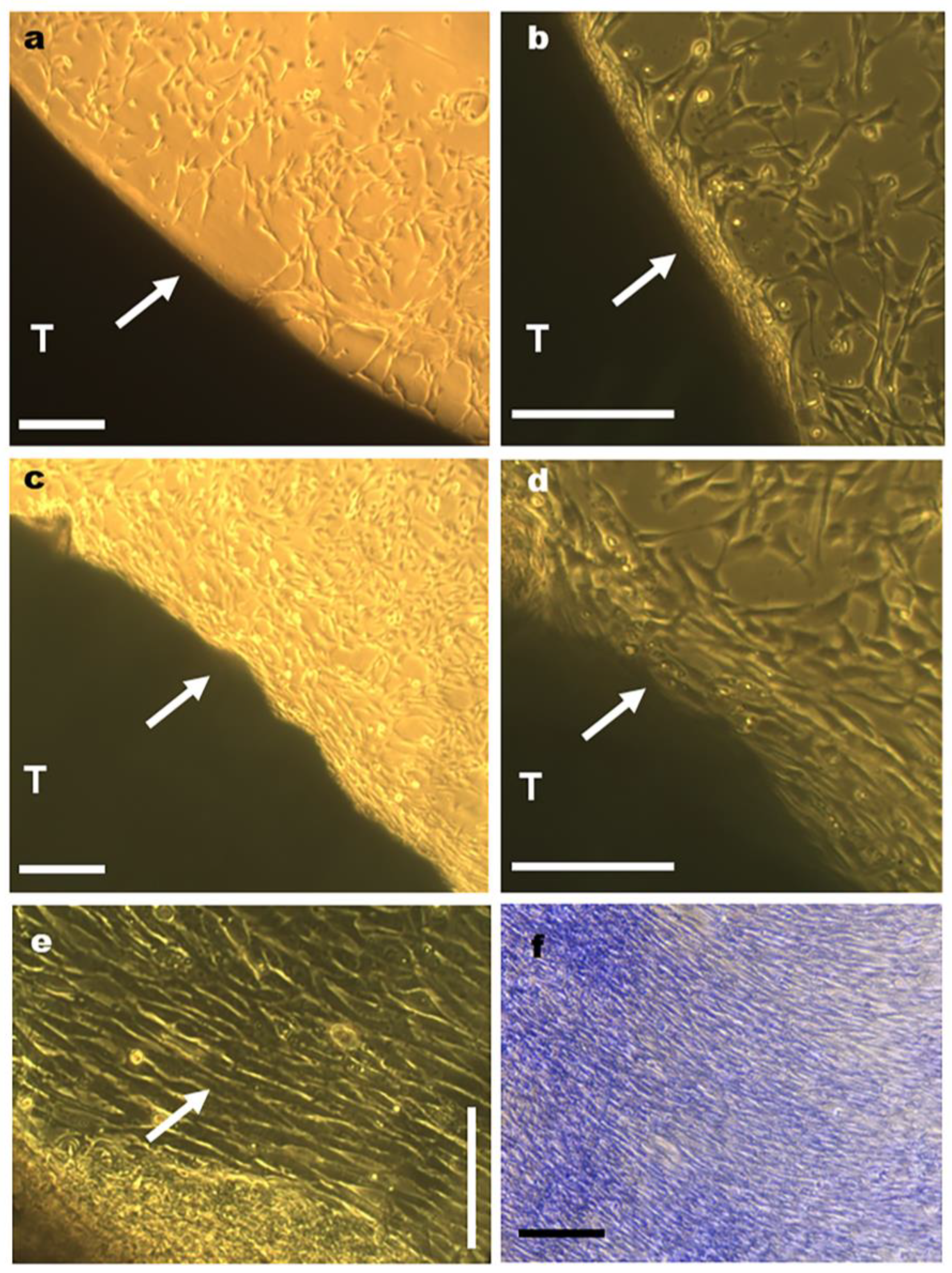 Cells 12 00566 g004 Cells 12 00566 g004