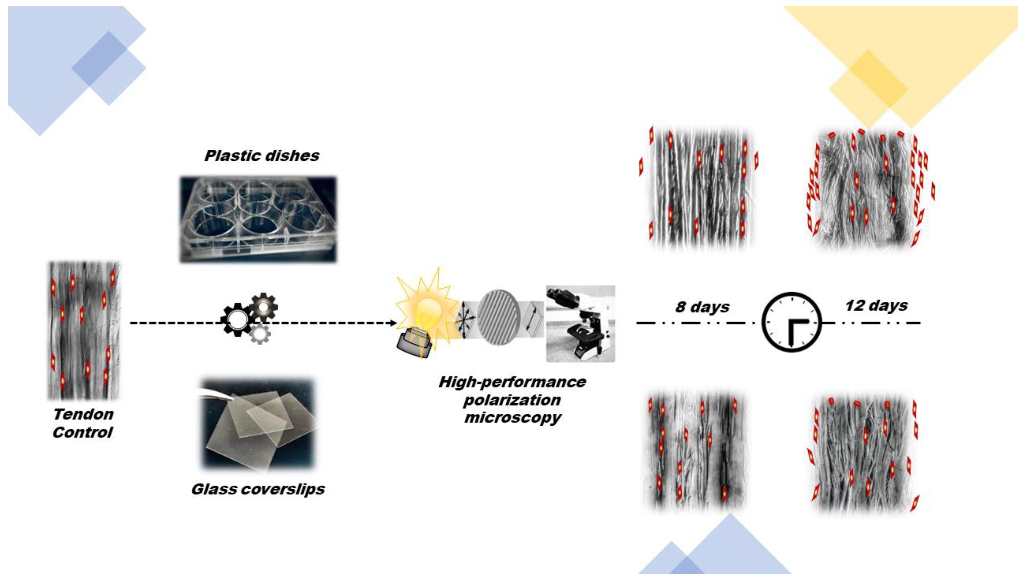 Cells 12 00566 g005 Cells 12 00566 g005