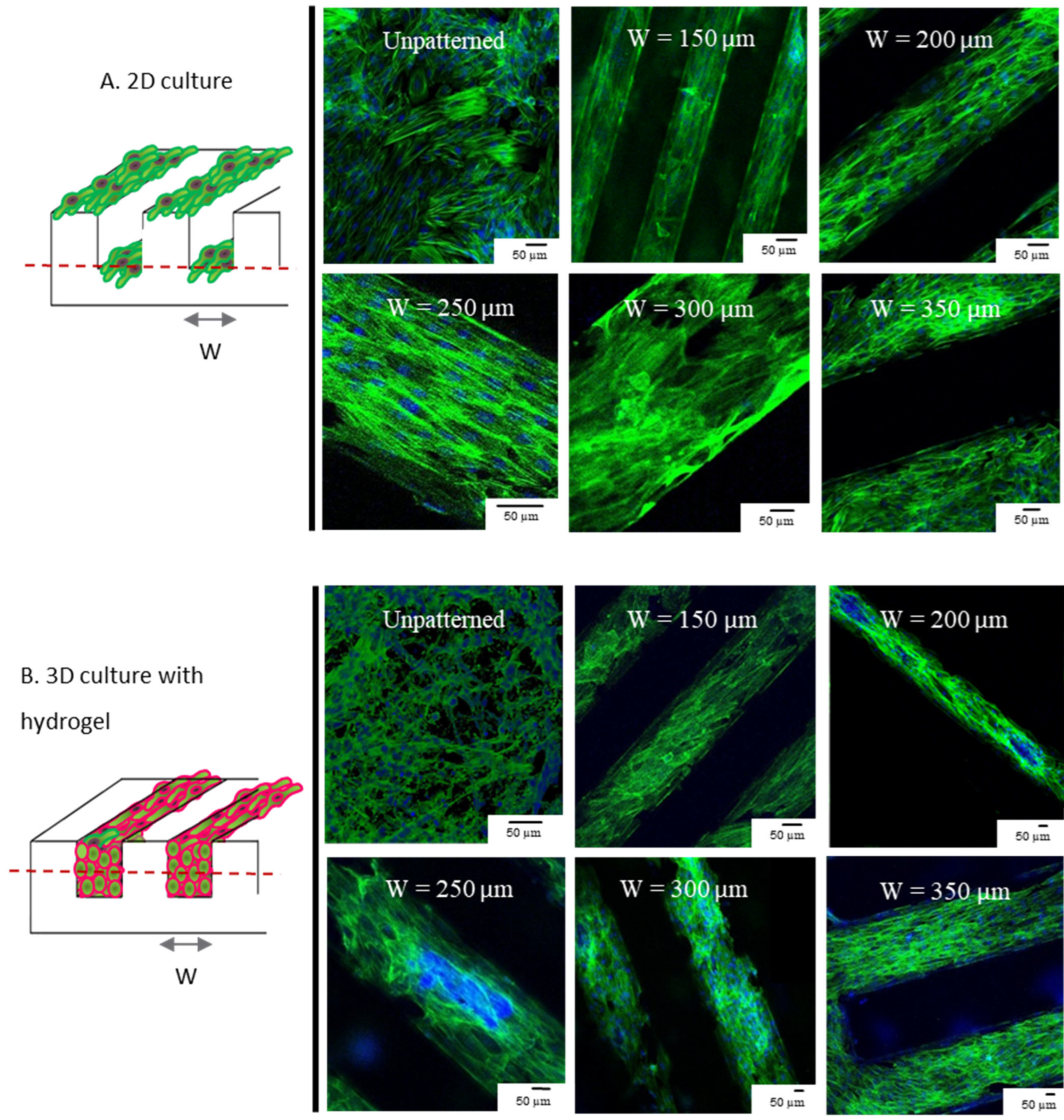 Cells 12 00576 g002 Cells 12 00576 g002