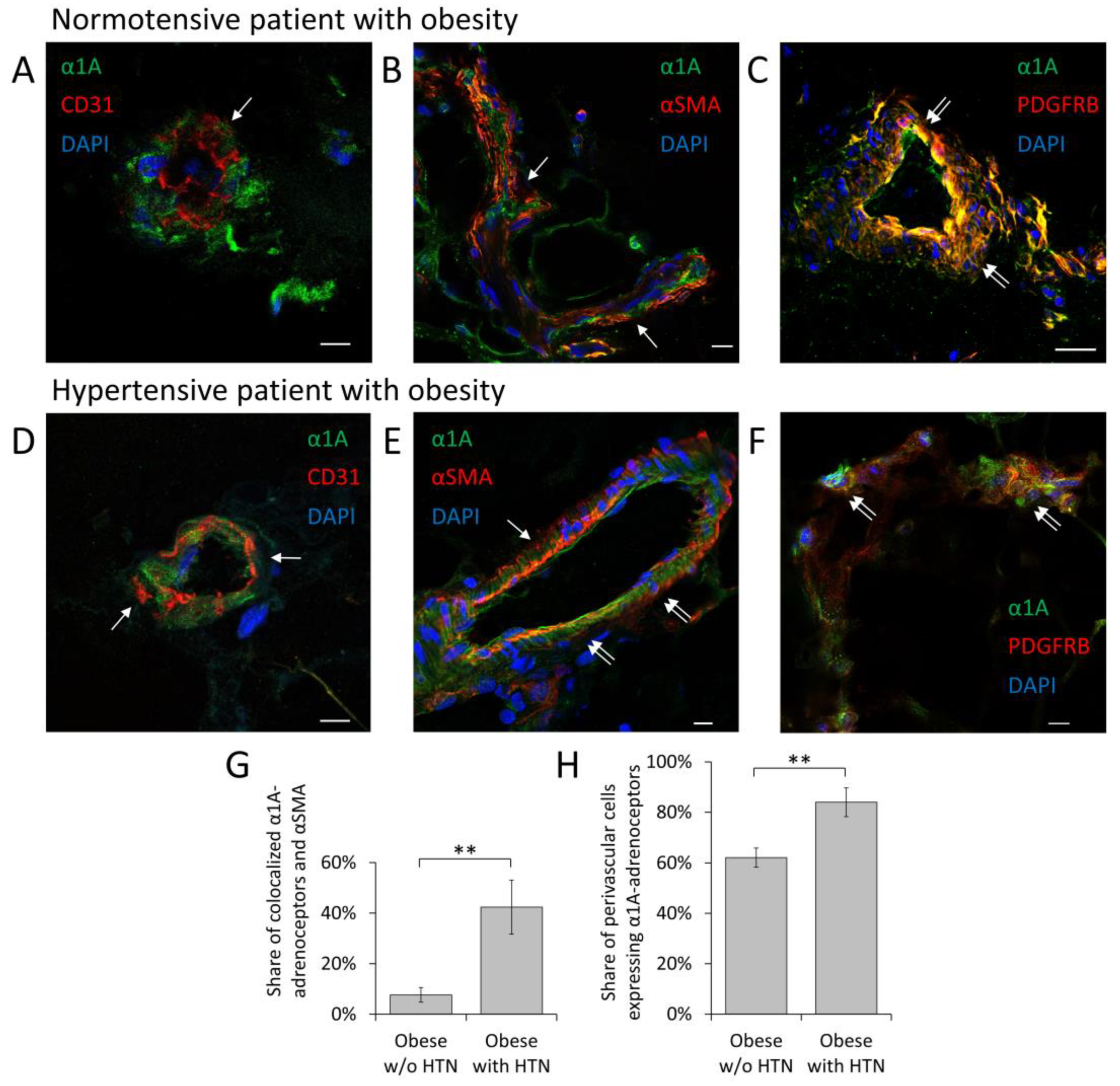 Cells 12 00585 g001 Cells 12 00585 g001