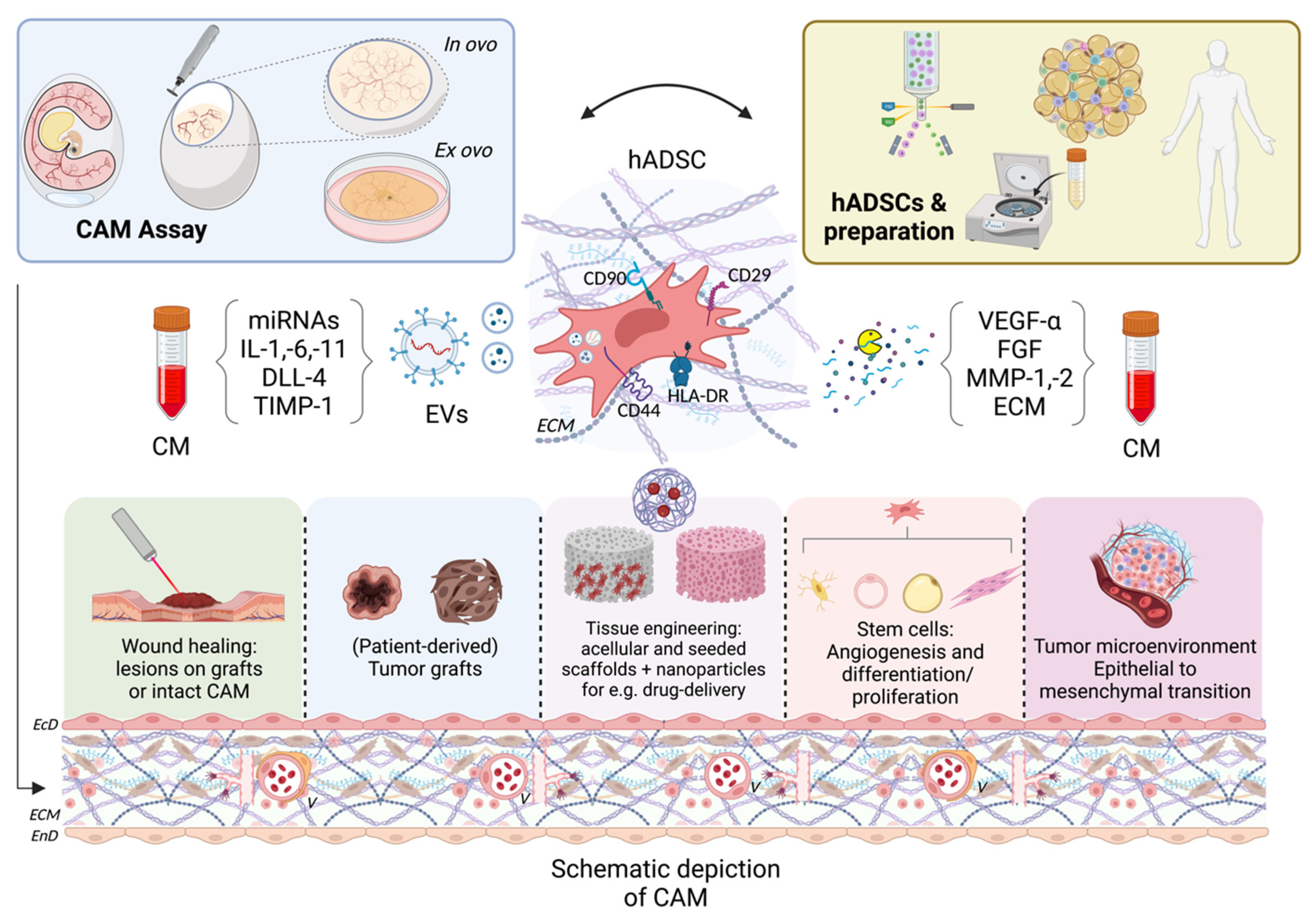 Cells 12 00592 g001 Cells 12 00592 g001