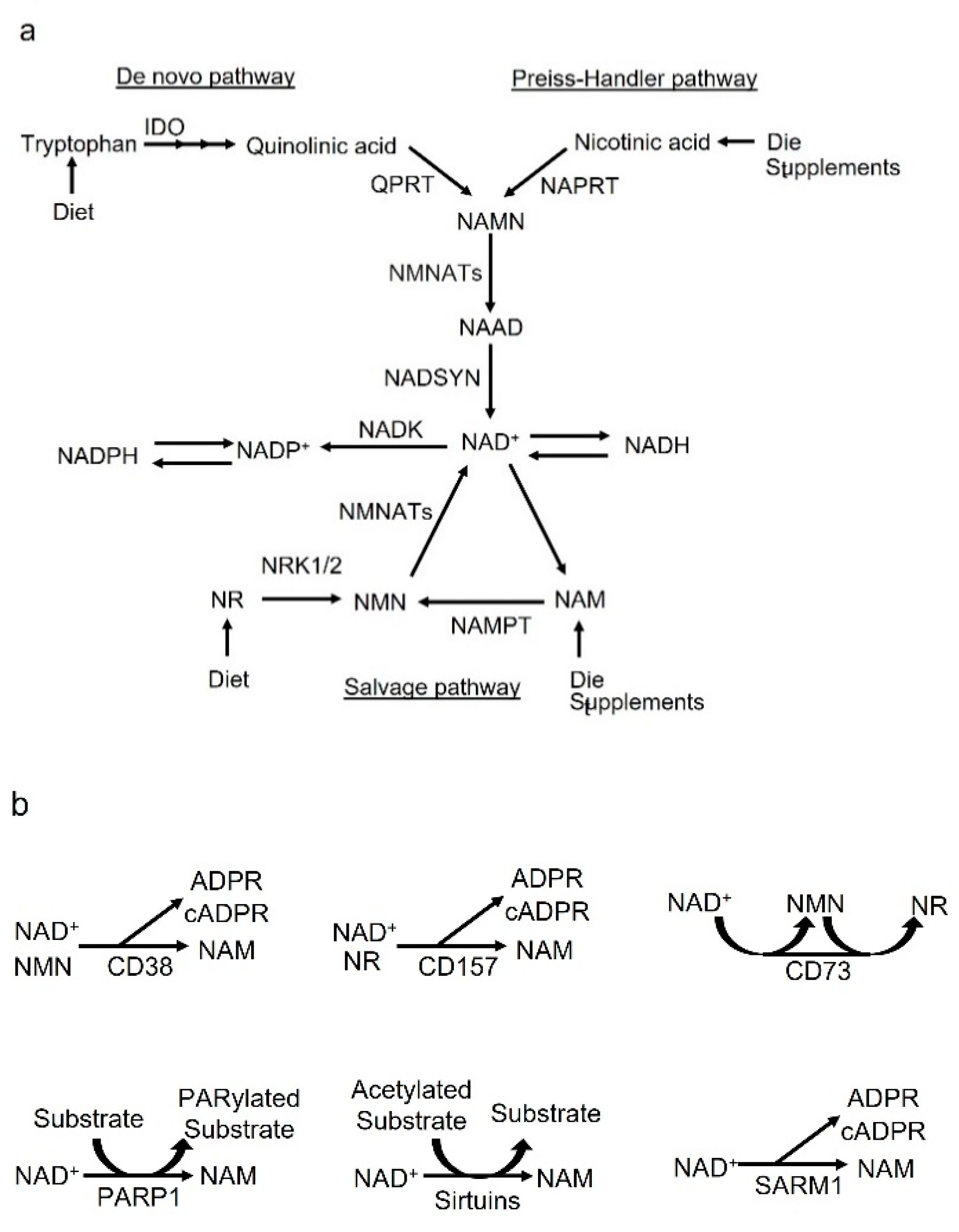 Cells 12 00595 g001 Cells 12 00595 g001