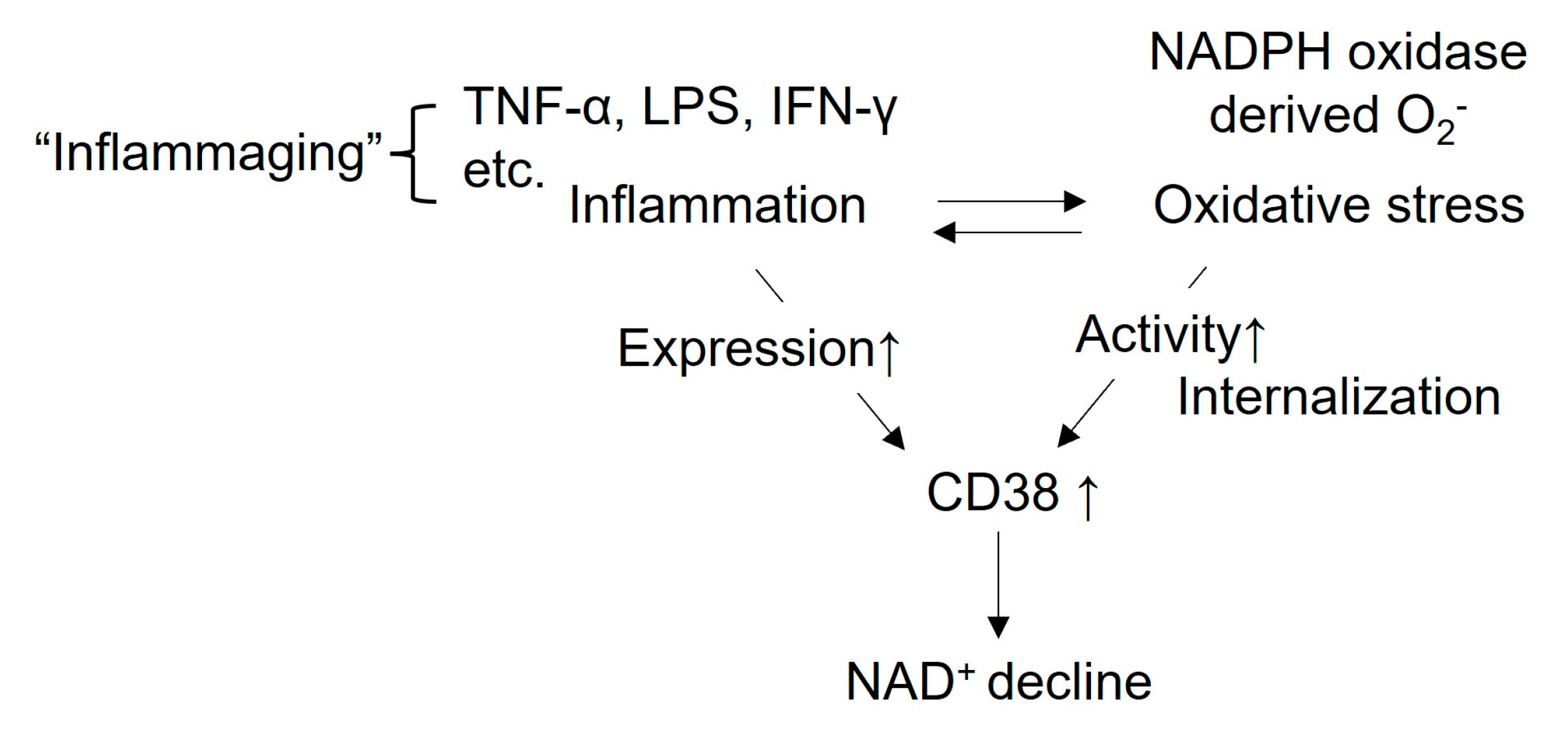 Cells 12 00595 g003 Cells 12 00595 g003