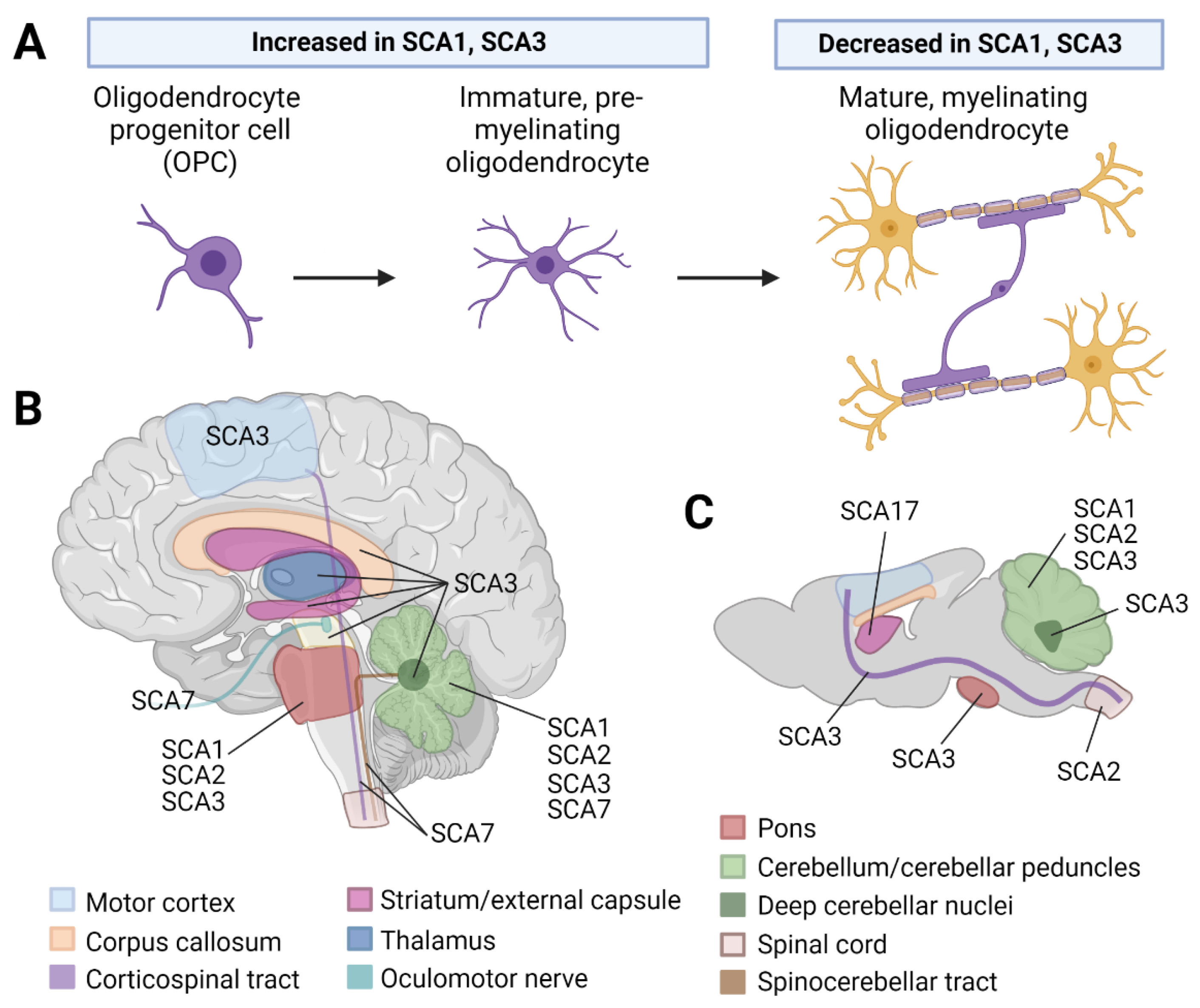 Cells 12 00601 g001 Cells 12 00601 g001