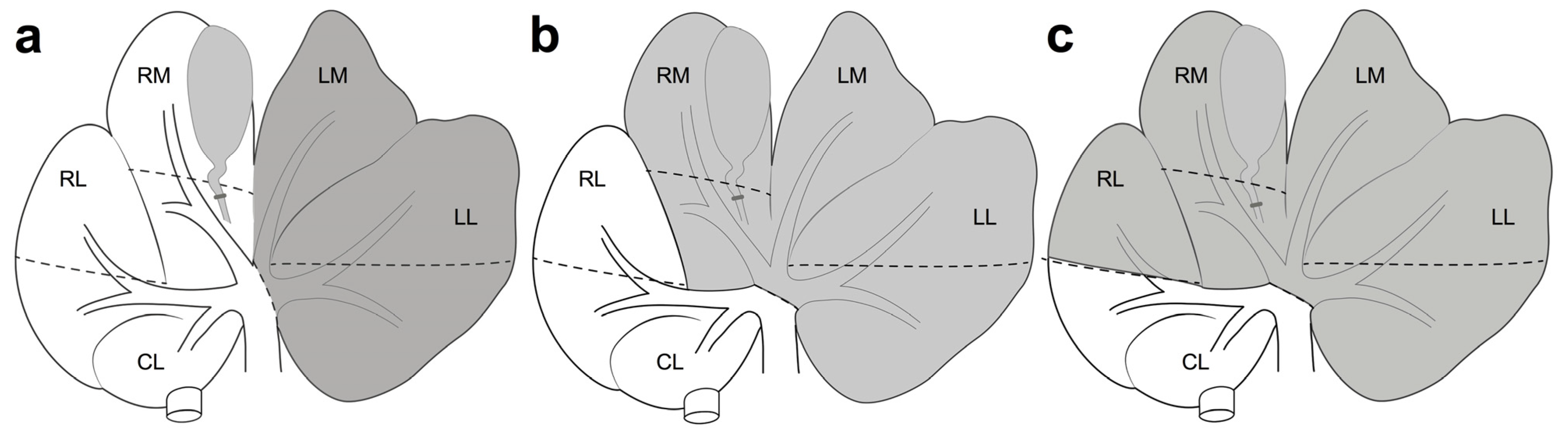 Cells 12 00603 g003 Cells 12 00603 g003