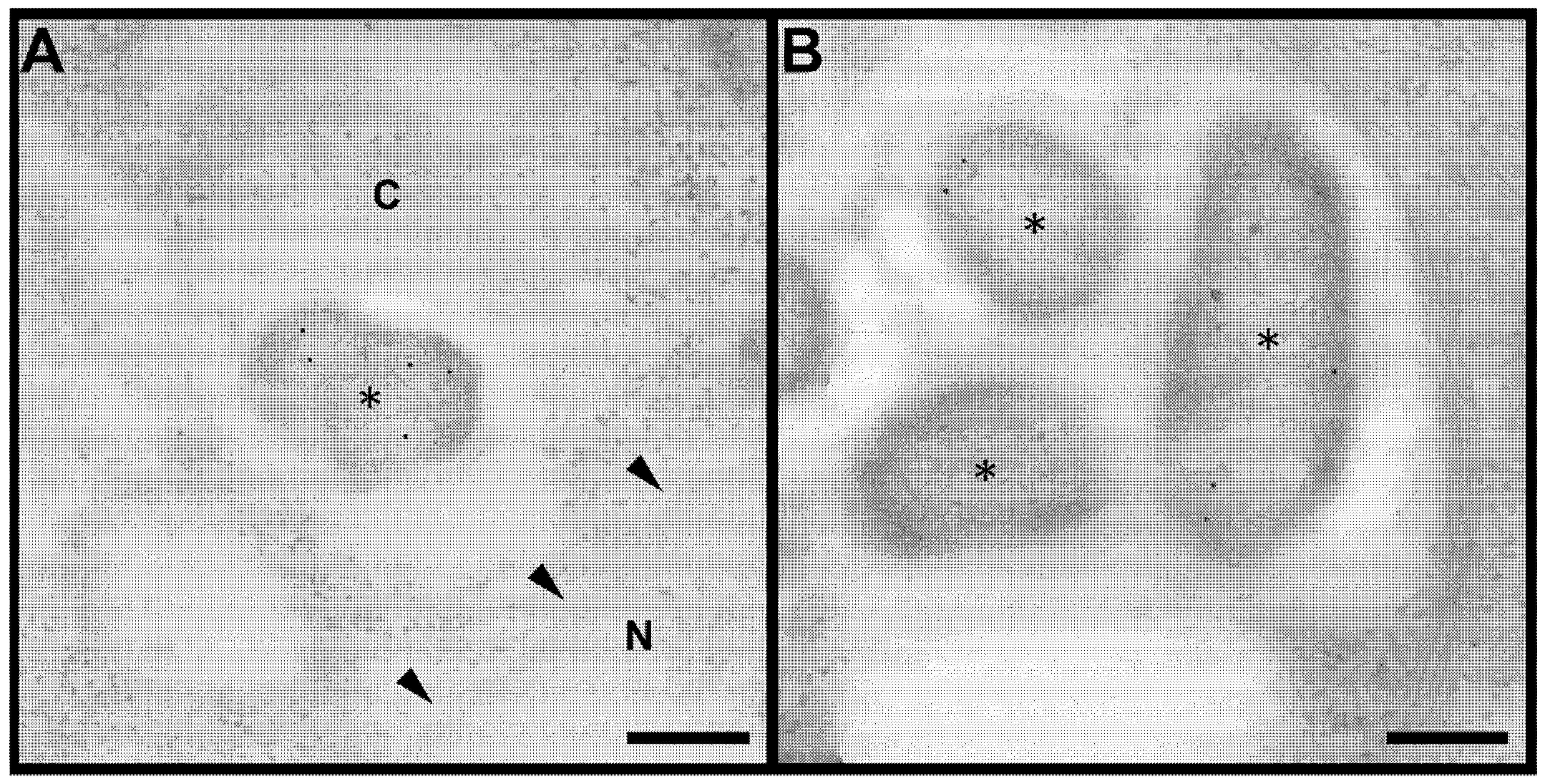 Cells 12 00607 g002 Cells 12 00607 g002