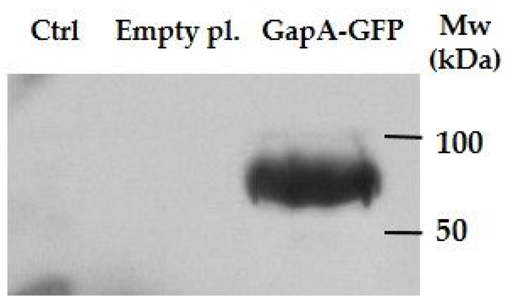 Cells 12 00607 g005 Cells 12 00607 g005