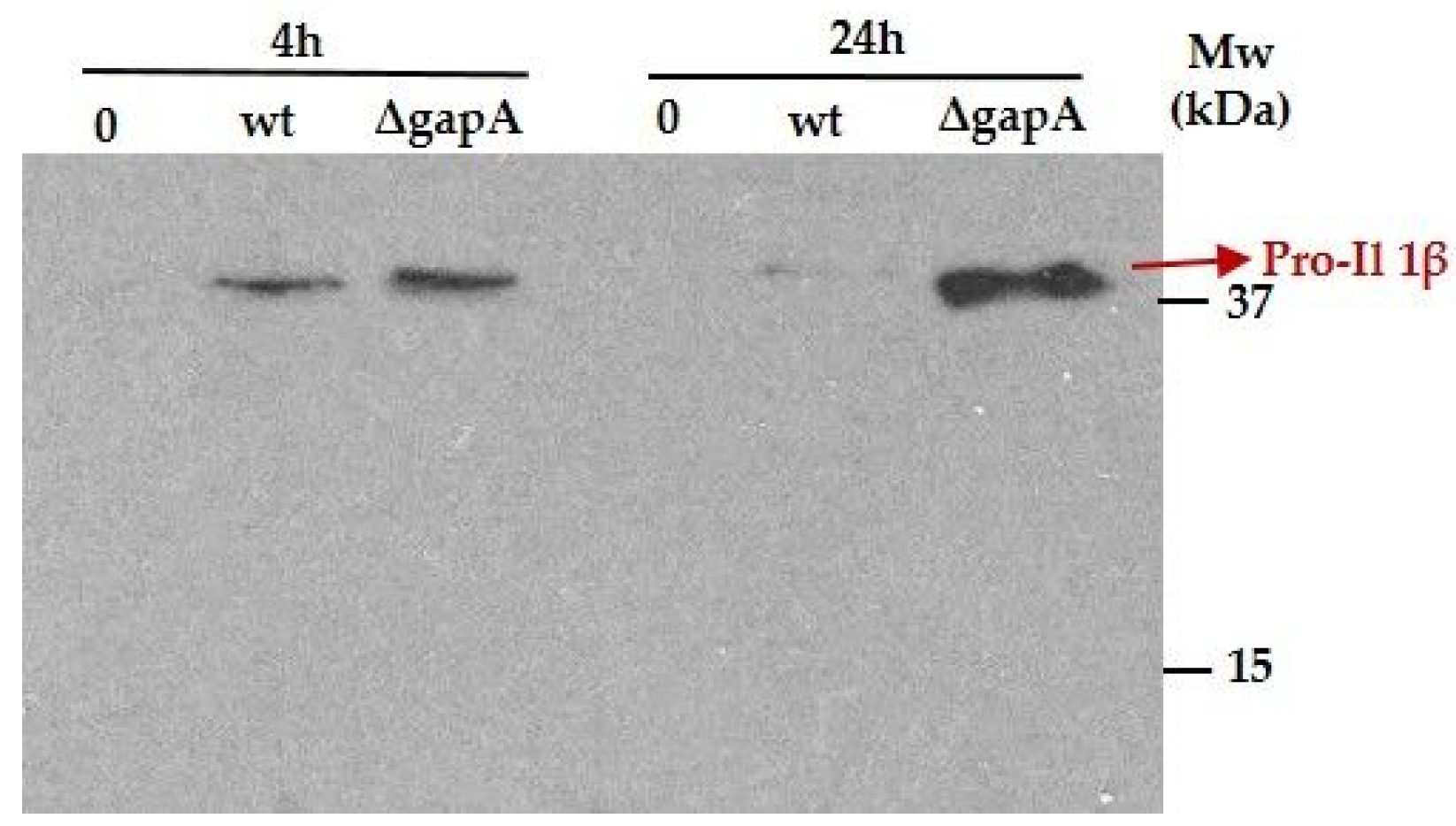 Cells 12 00607 g008 Cells 12 00607 g008