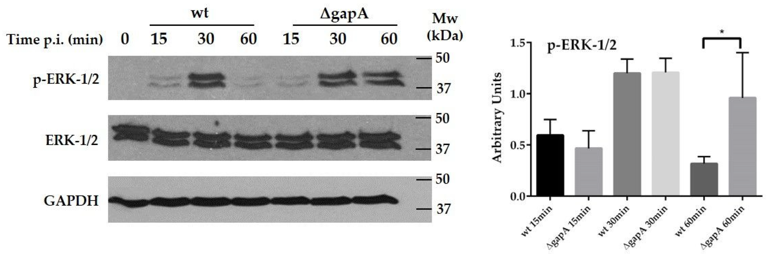Cells 12 00607 g009 Cells 12 00607 g009