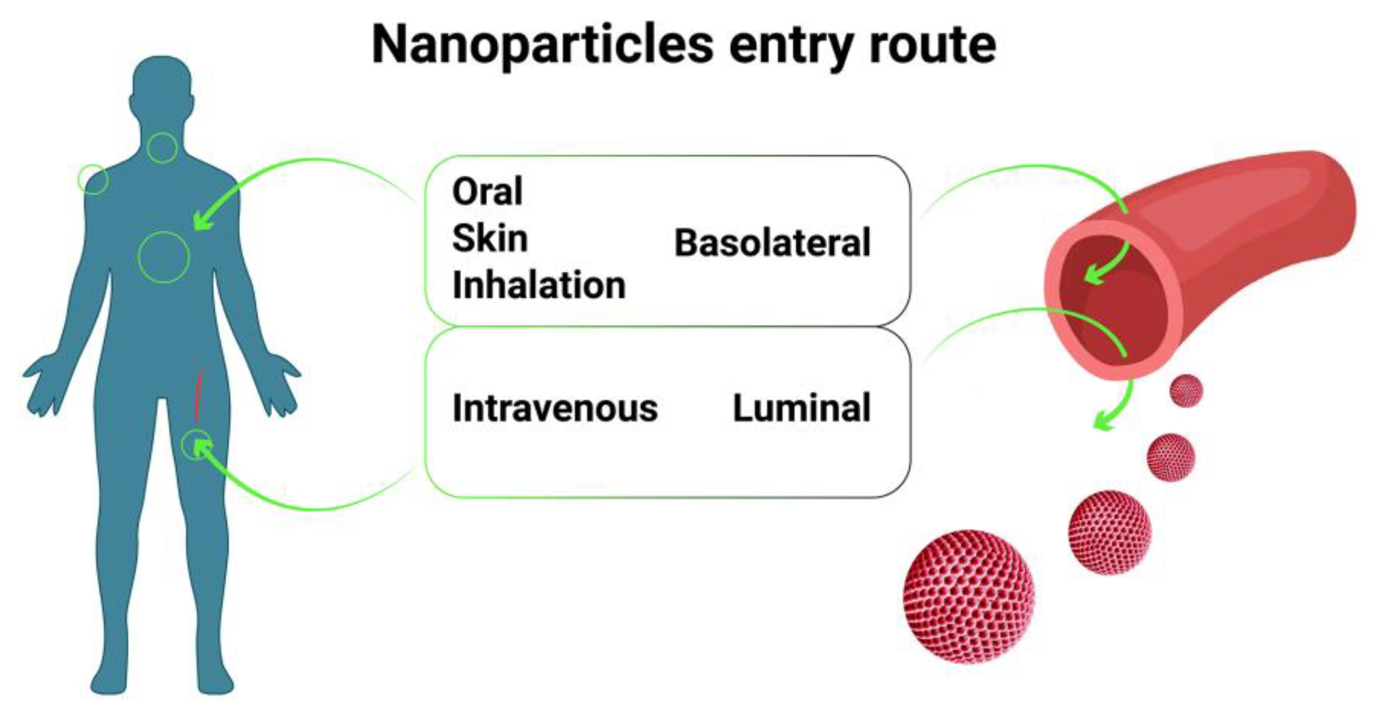 Cells 12 00610 g001 550