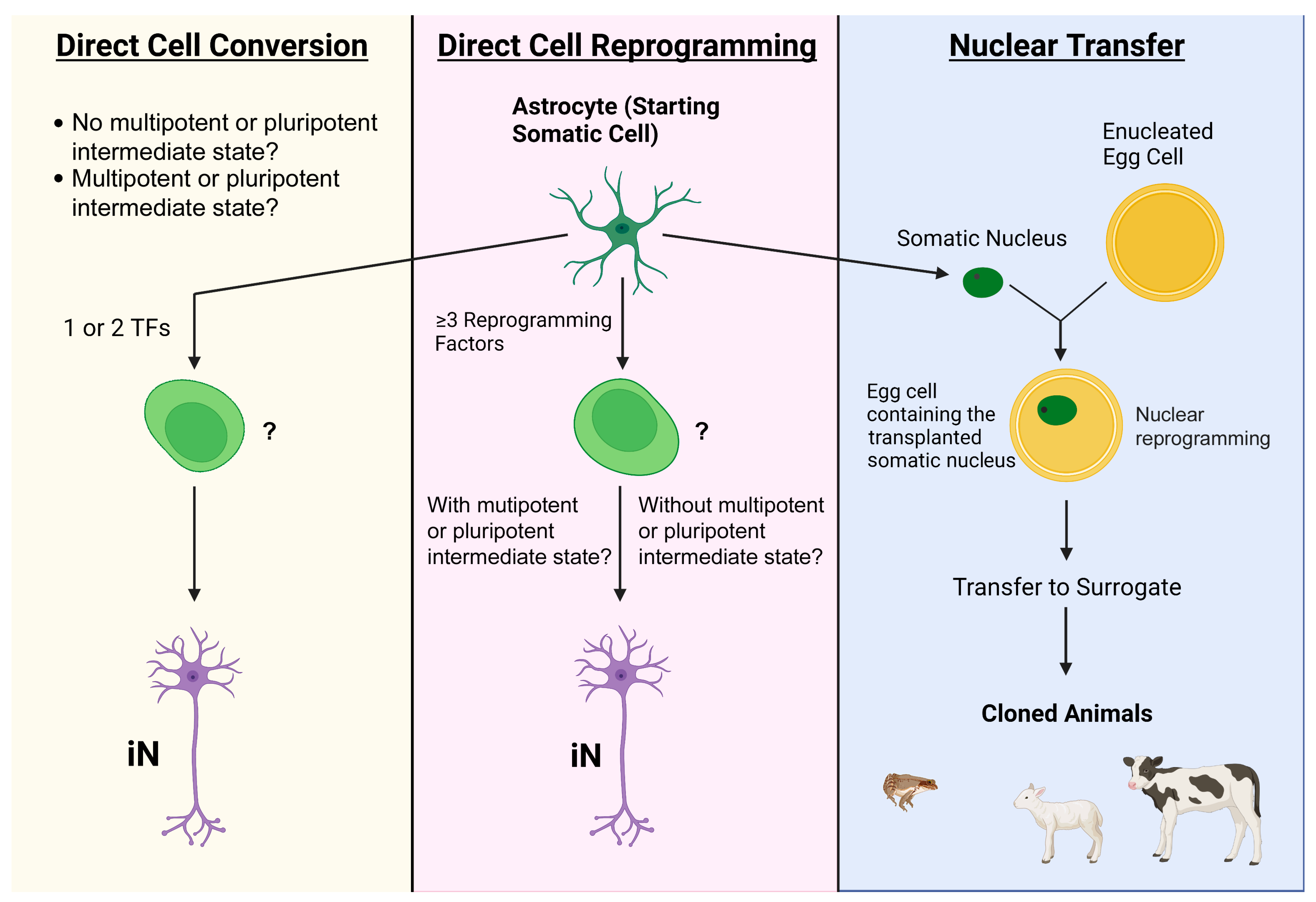 LIVE/DEAD Cell assay. a Control for live cells (normal astrocytes