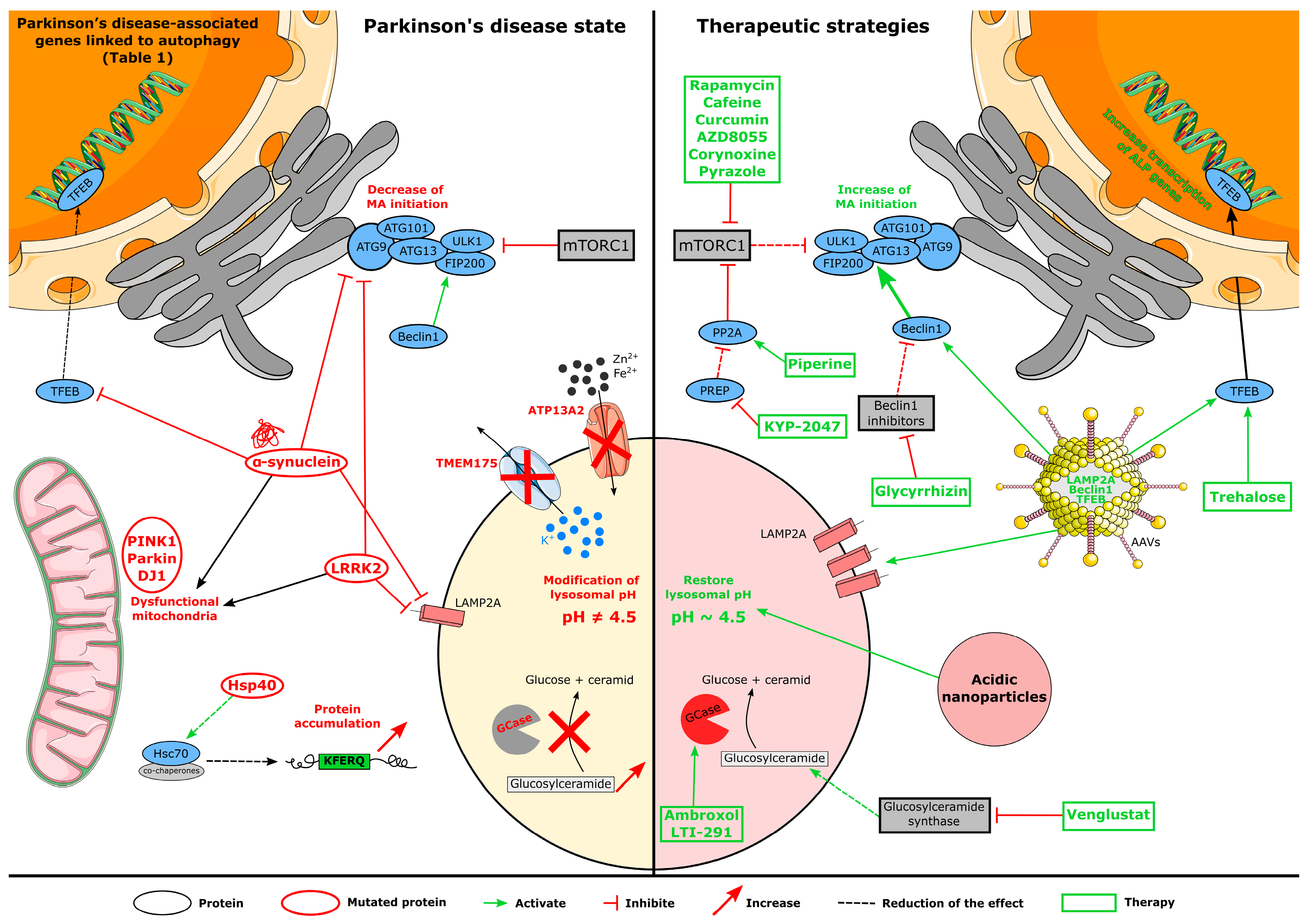 Cells 12 00621 g002 Cells 12 00621 g002