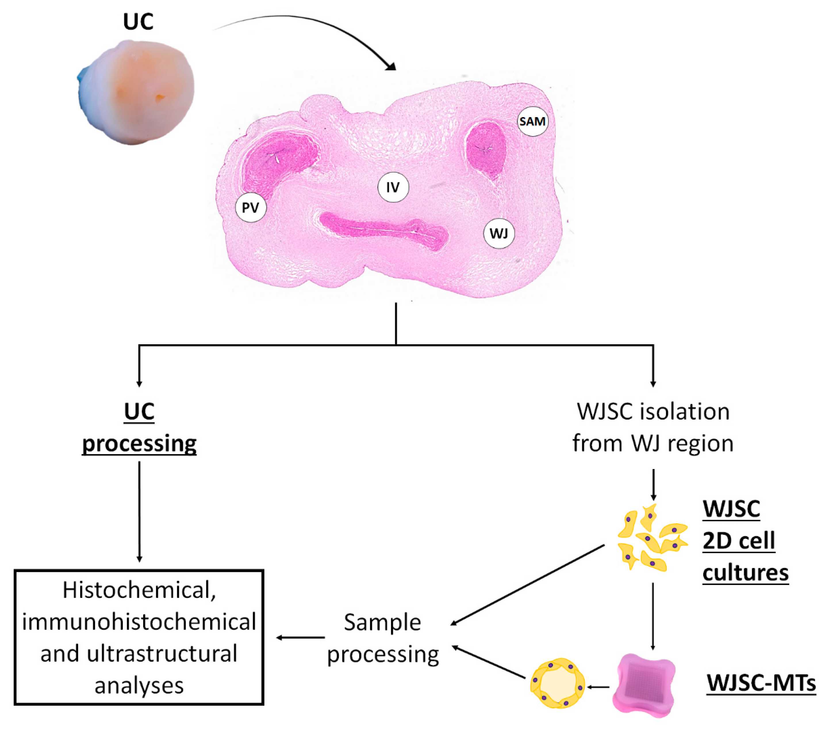 Cells 12 00629 g001 Cells 12 00629 g001