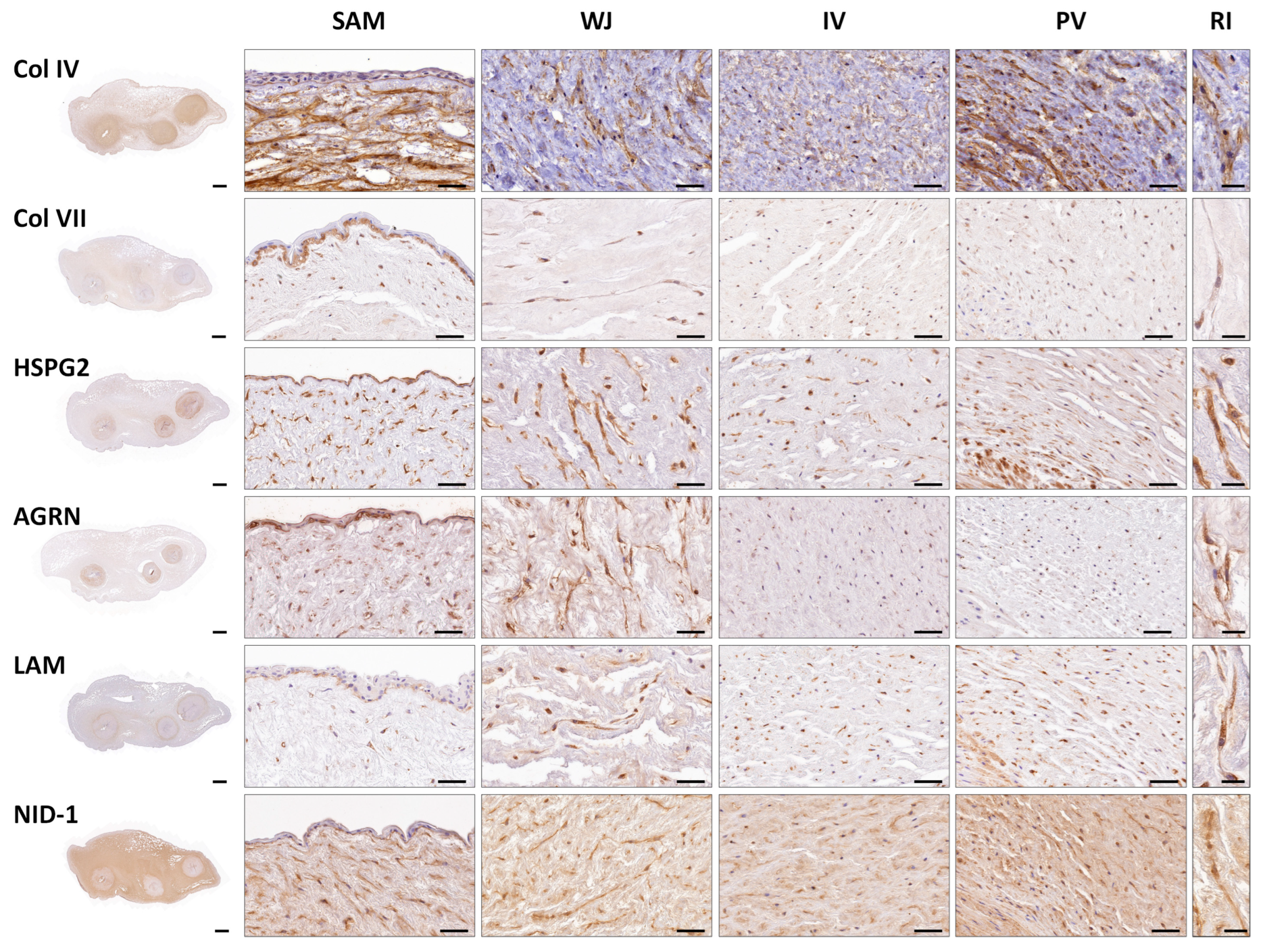 Cells 12 00629 g003 Cells 12 00629 g003
