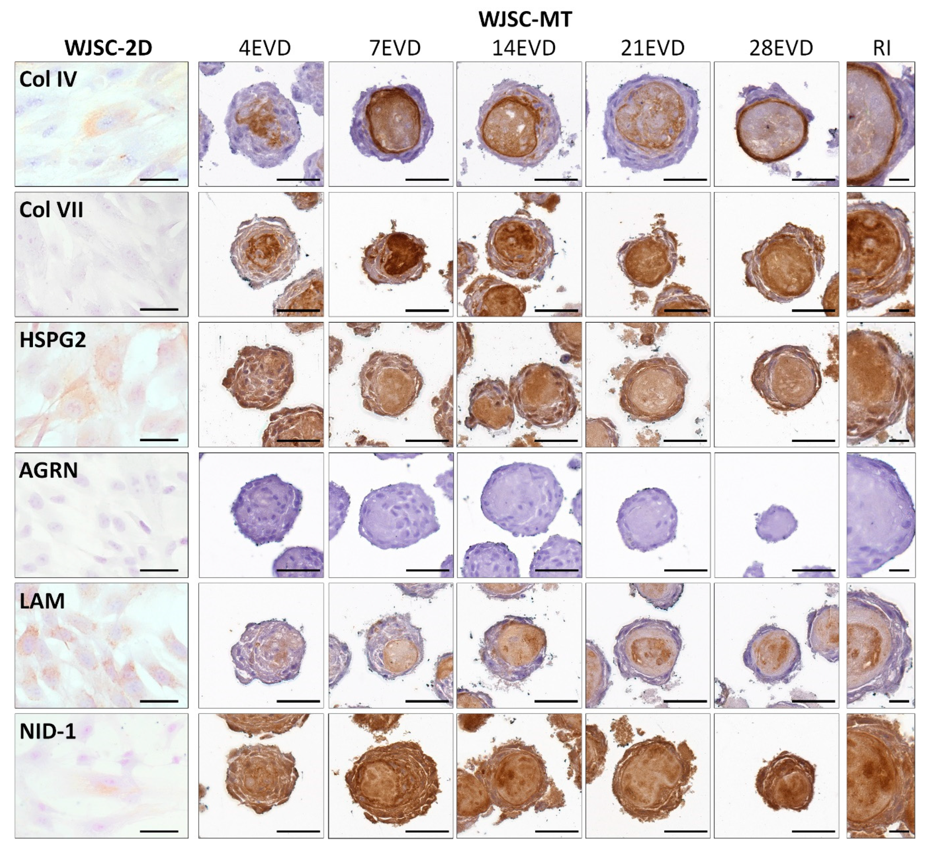 Cells 12 00629 g006 Cells 12 00629 g006