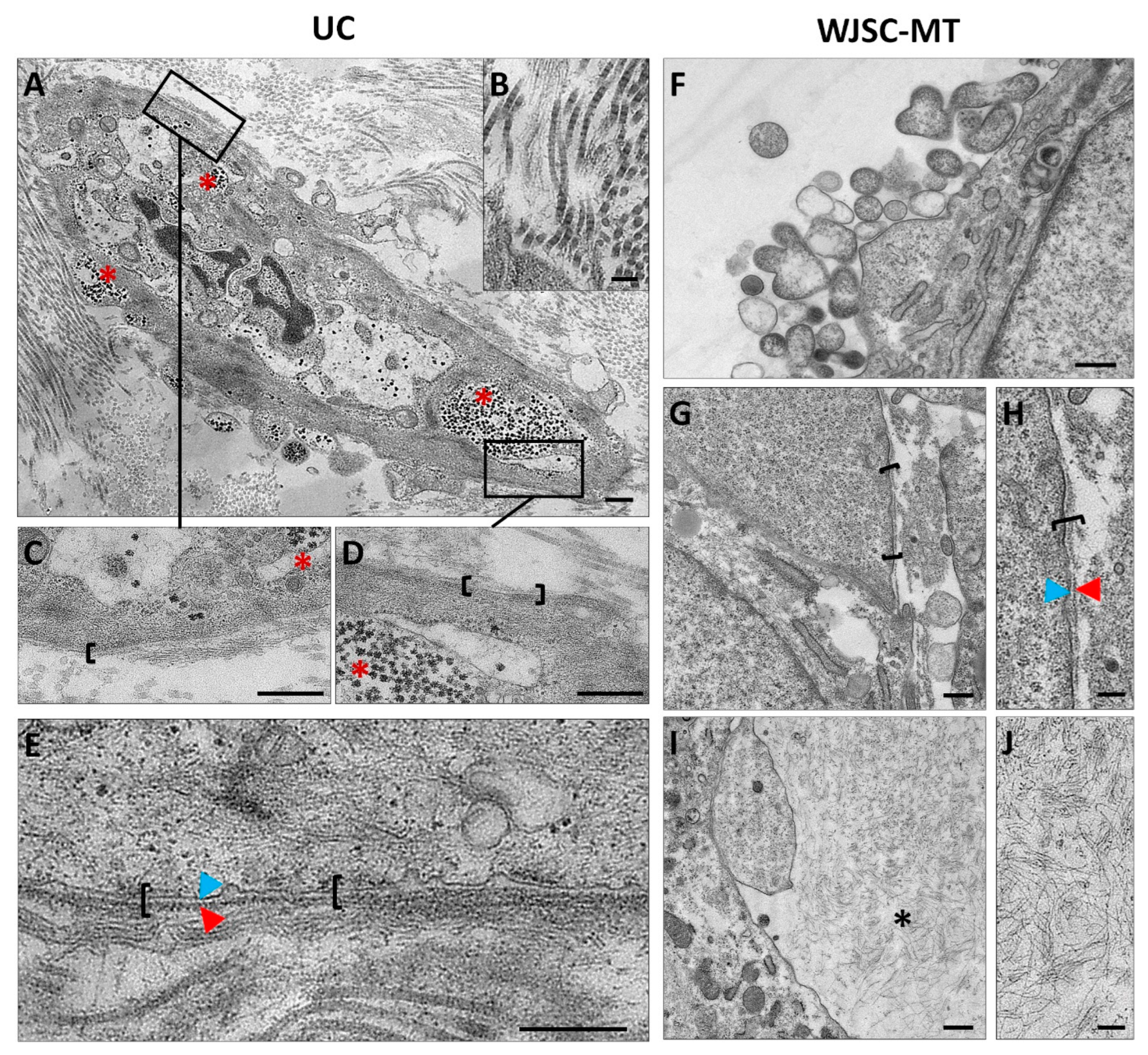 Cells 12 00629 g007 Cells 12 00629 g007