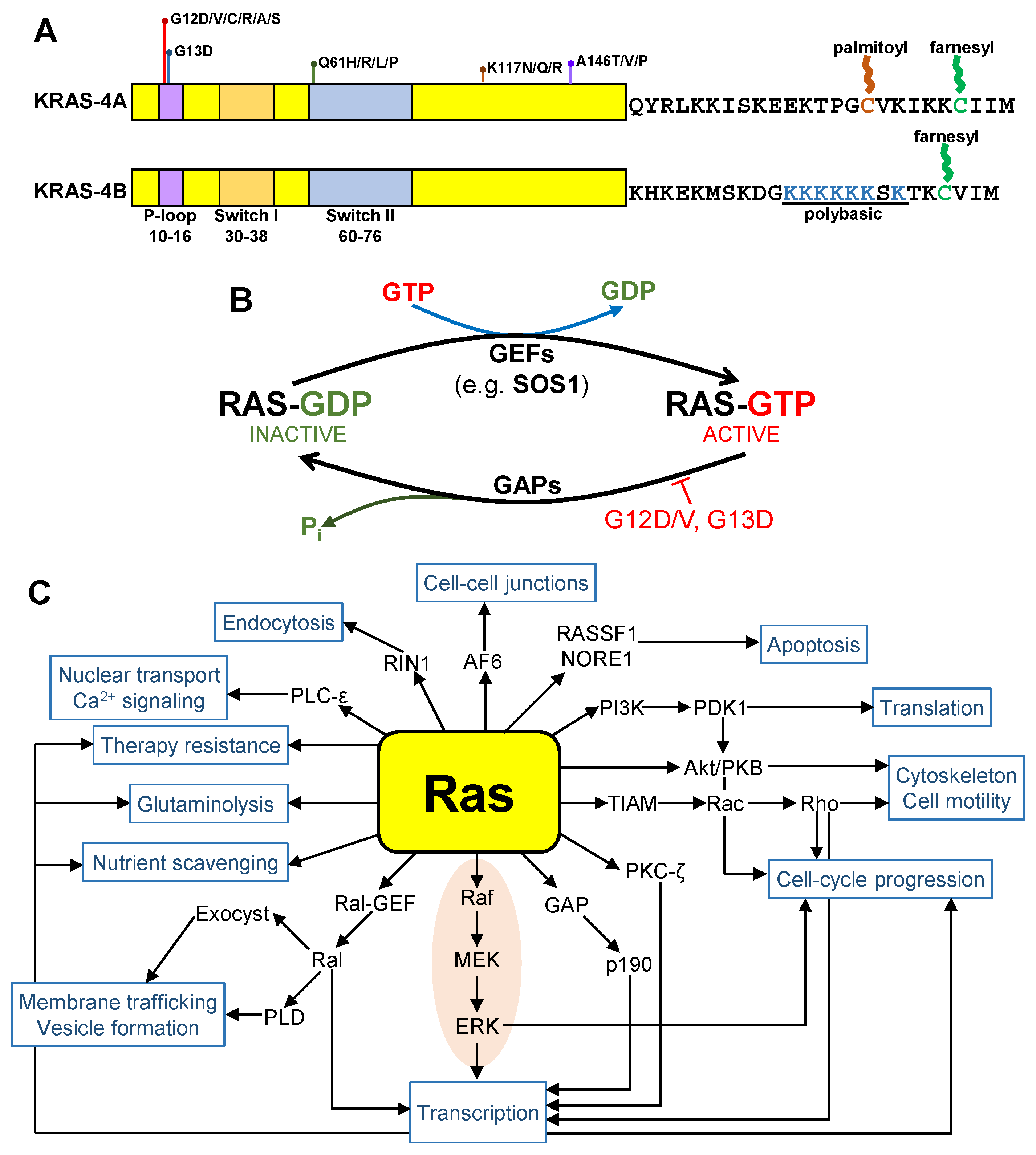 Cells Free FullText Targeting the ‘Undruggable’ Driver Protein