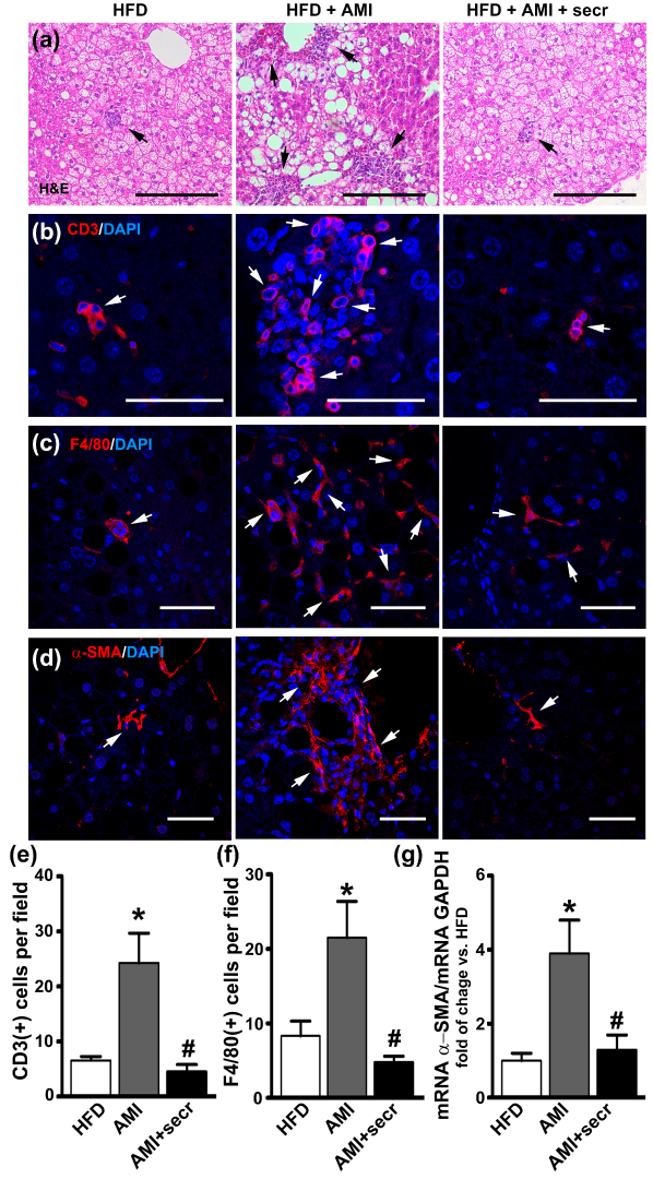 Cells 12 00636 g007 Cells 12 00636 g007